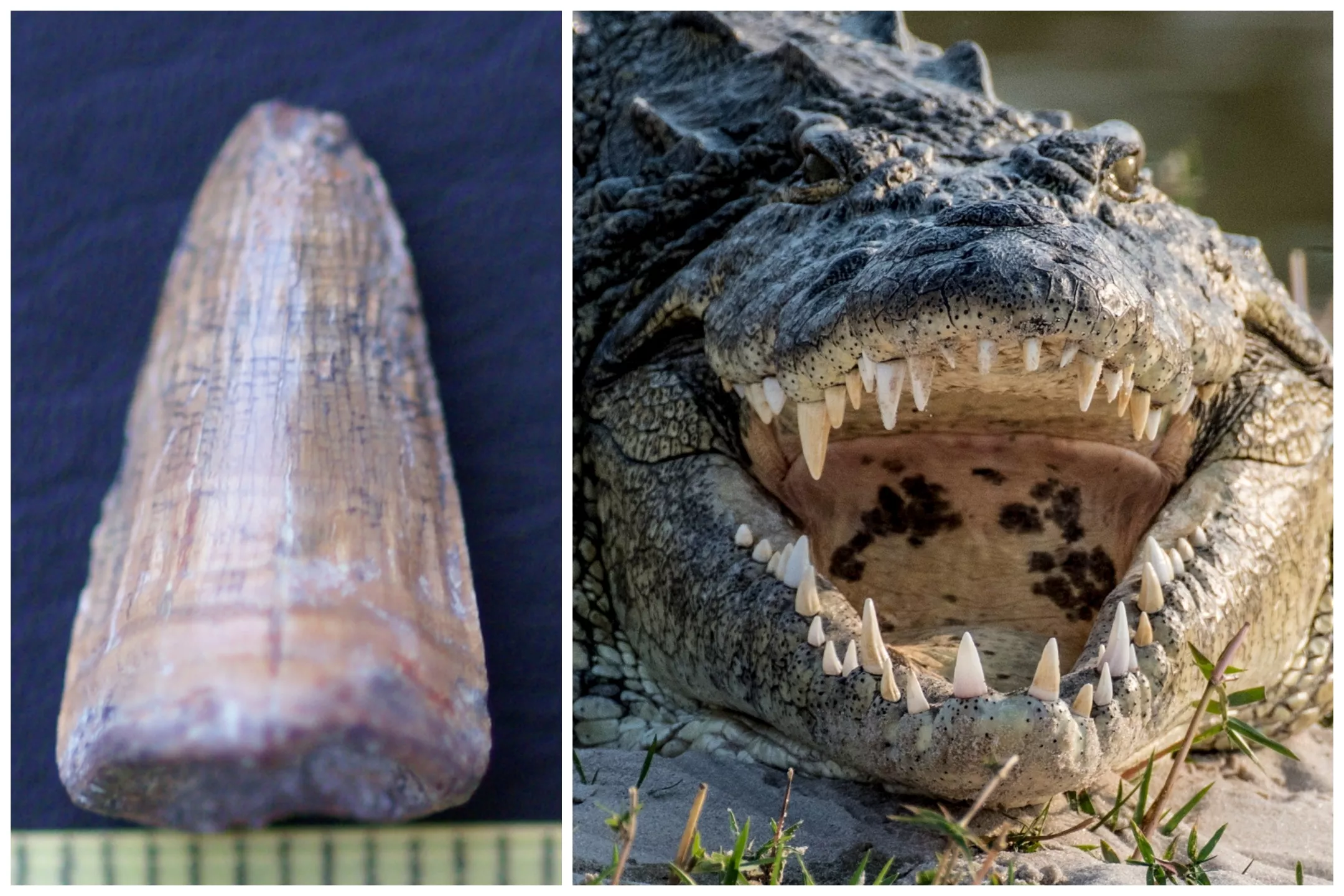 'Last Crocodile in Europe' Unearthed 4 Million Years After It Vanished - Vimarsana News