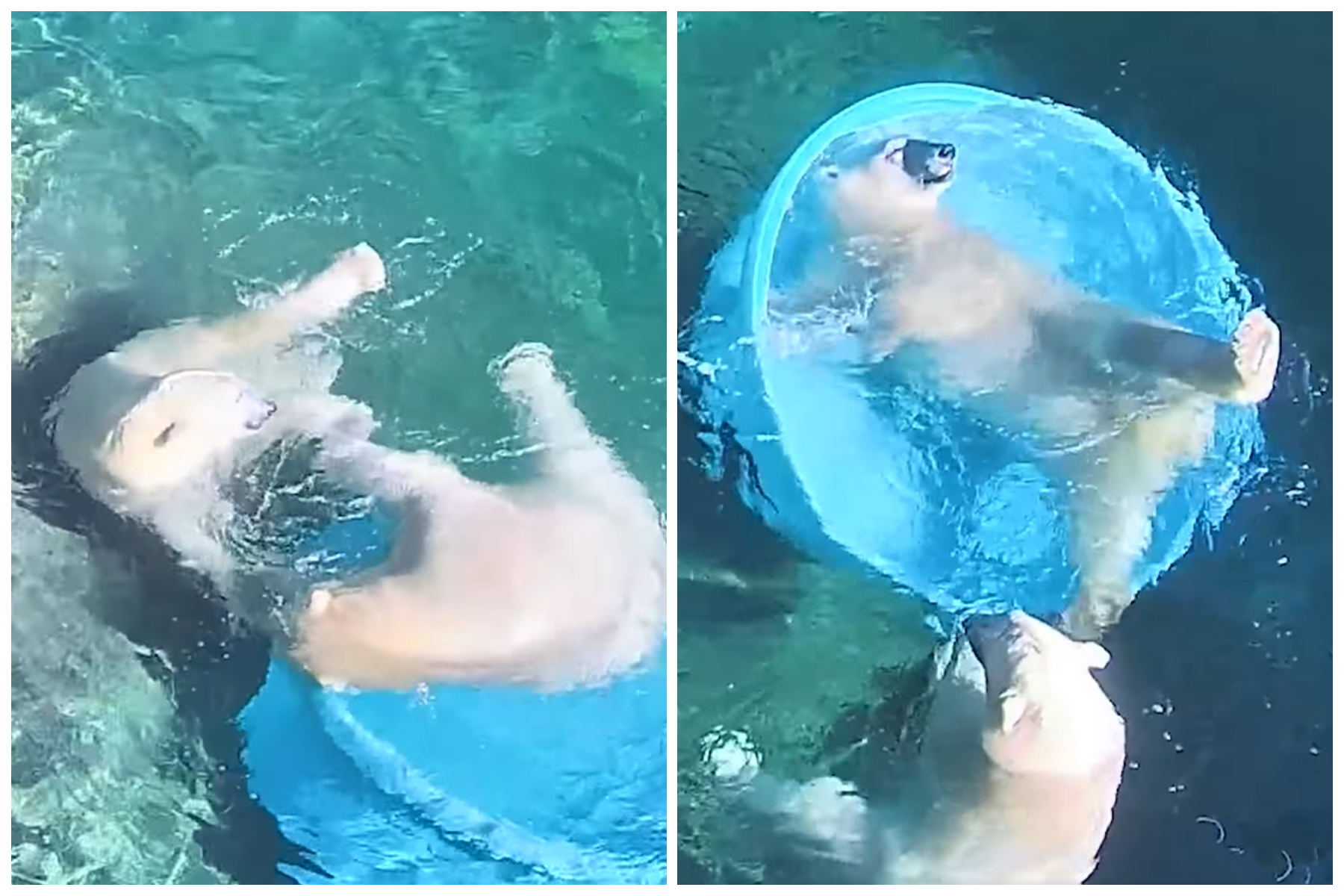 Les ours polaires organisent une fête au bord de la piscine dans une adorable vidéo