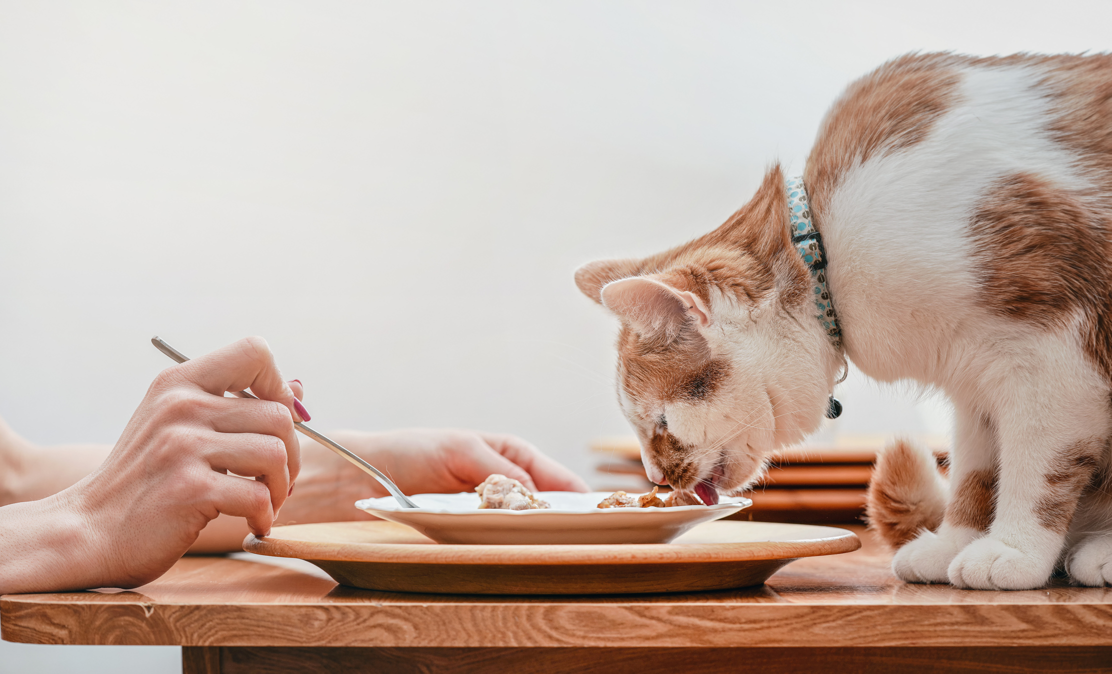 these fish know when your distracted and try to take advantage. #cat