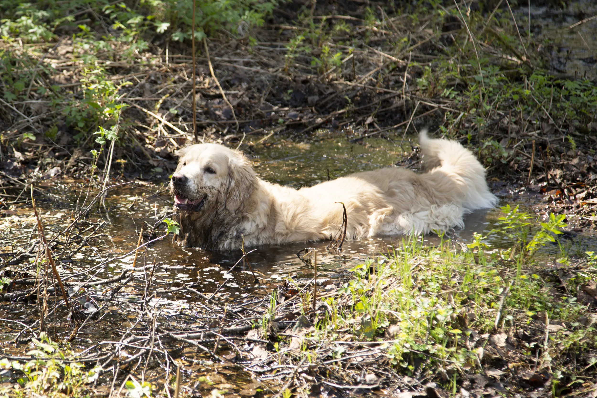 Internet in Stitches at Golden Retriever Whose 'Intrusive Thoughts Won' - Vimarsana News