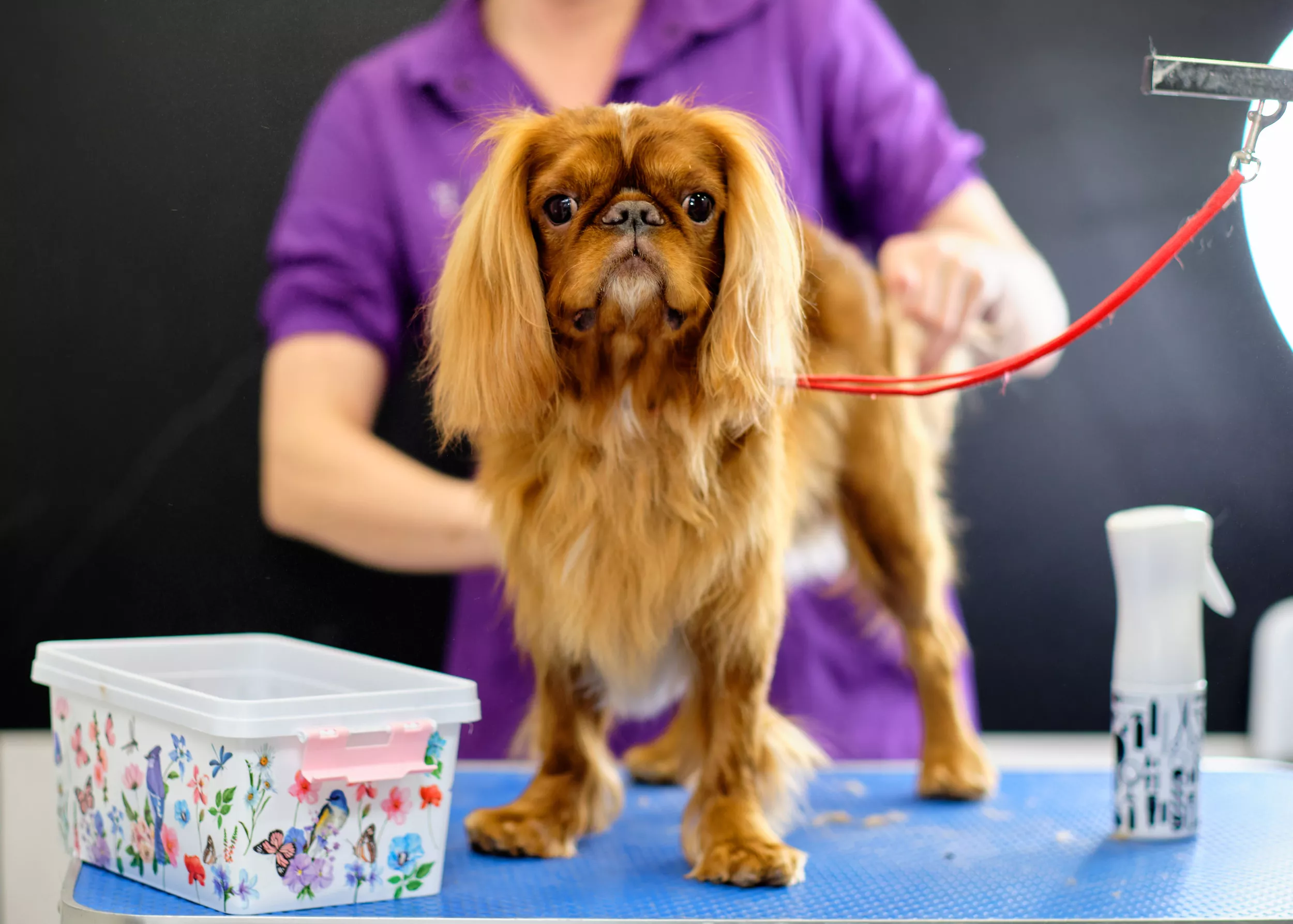 Some Dogs Absolutely Hate Being Groomed, And Then There's Archie - Vimarsana News