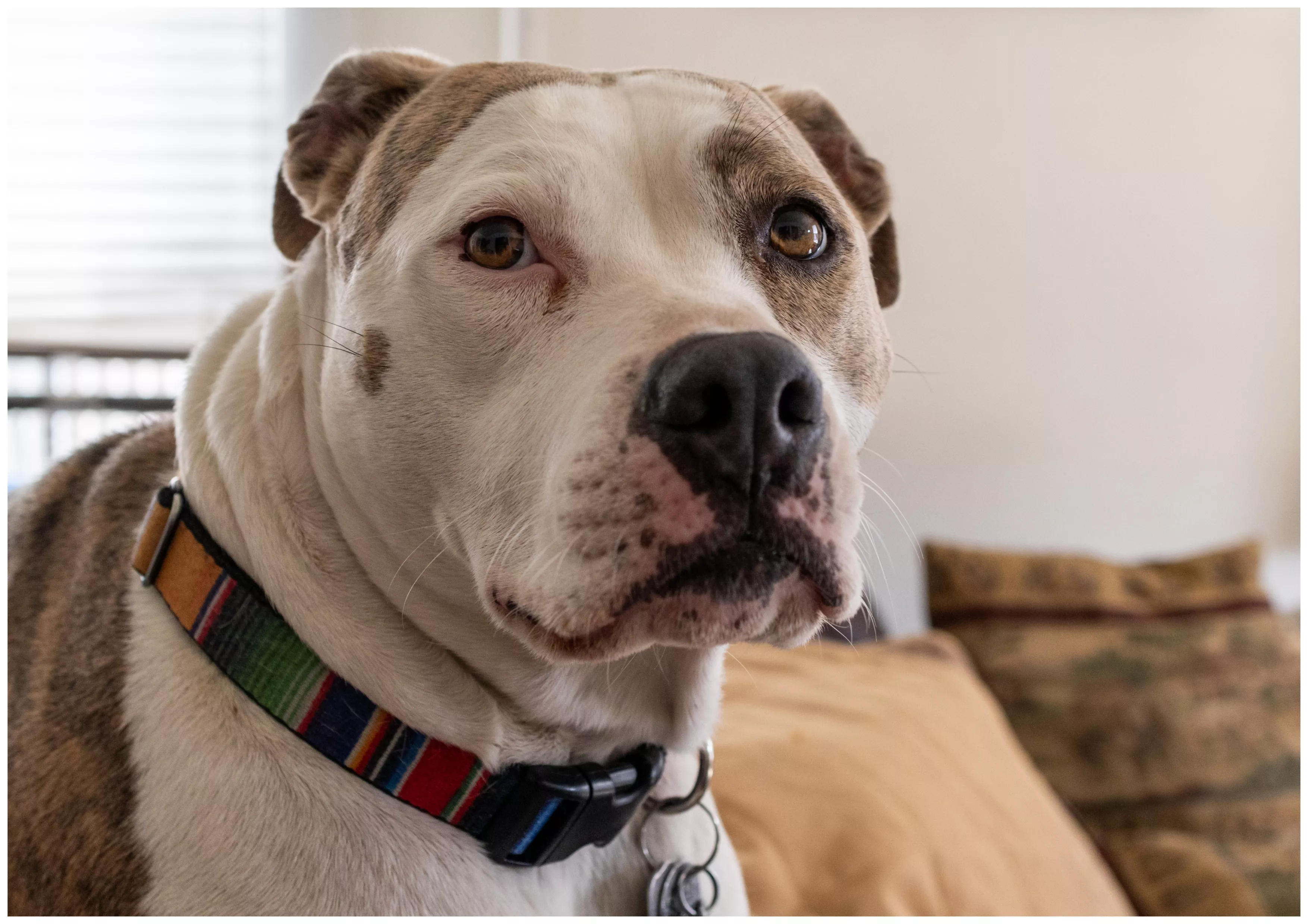 Dog's Reaction to Owner's Gasp Sparks Discussion: 'Wants To Know the Tea' - Vimarsana News