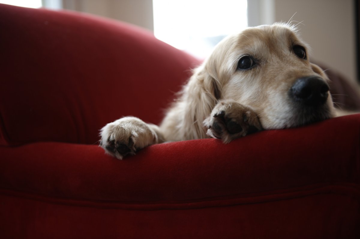 Dog