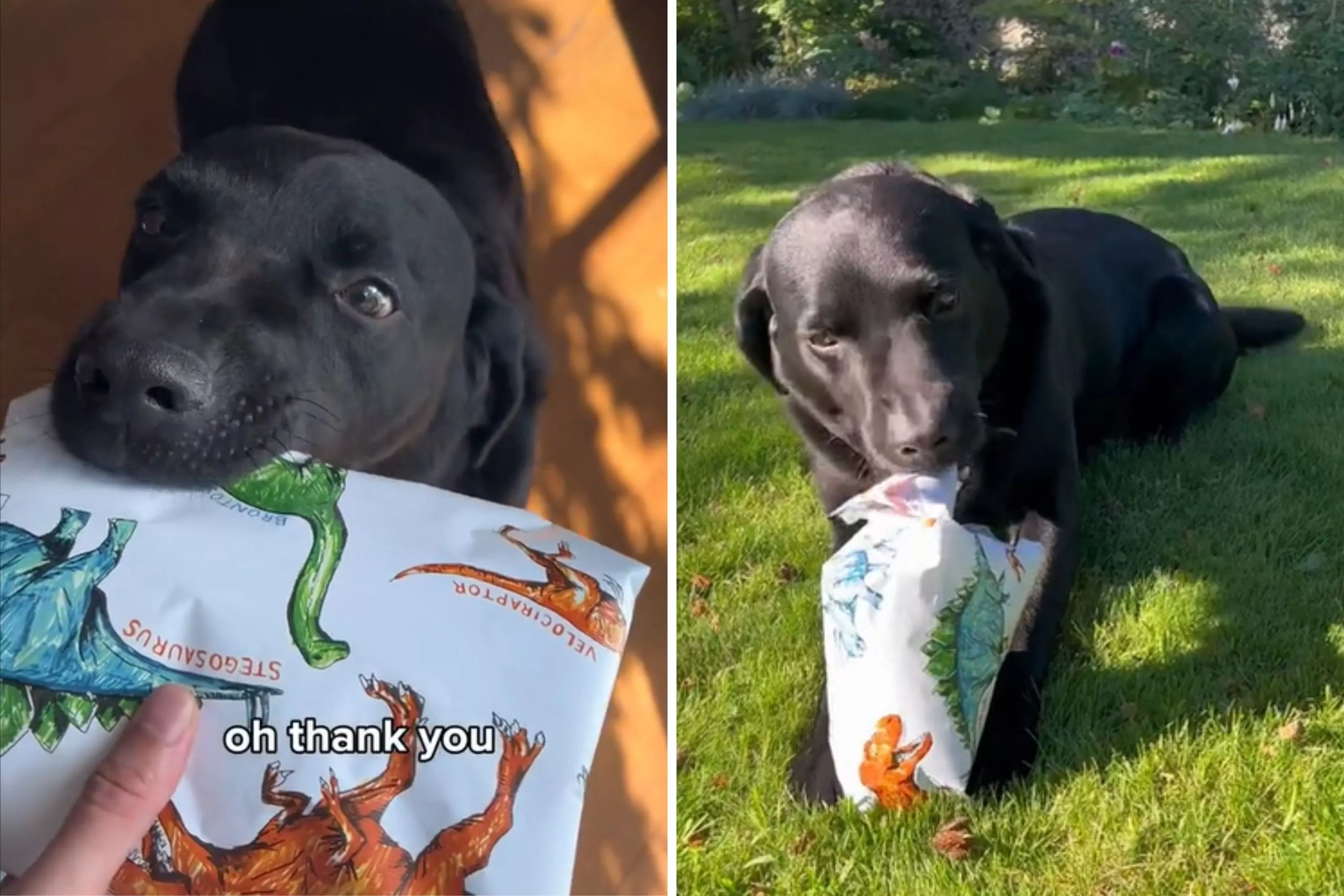Watch How Labrador Carefully Unwraps His Present on His 'Special Day' - Vimarsana News