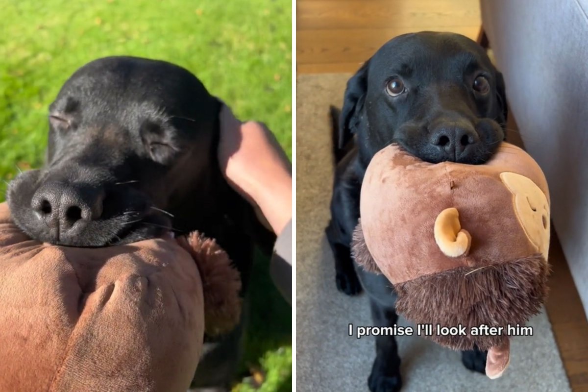 Black Labrador holding stuffed animal