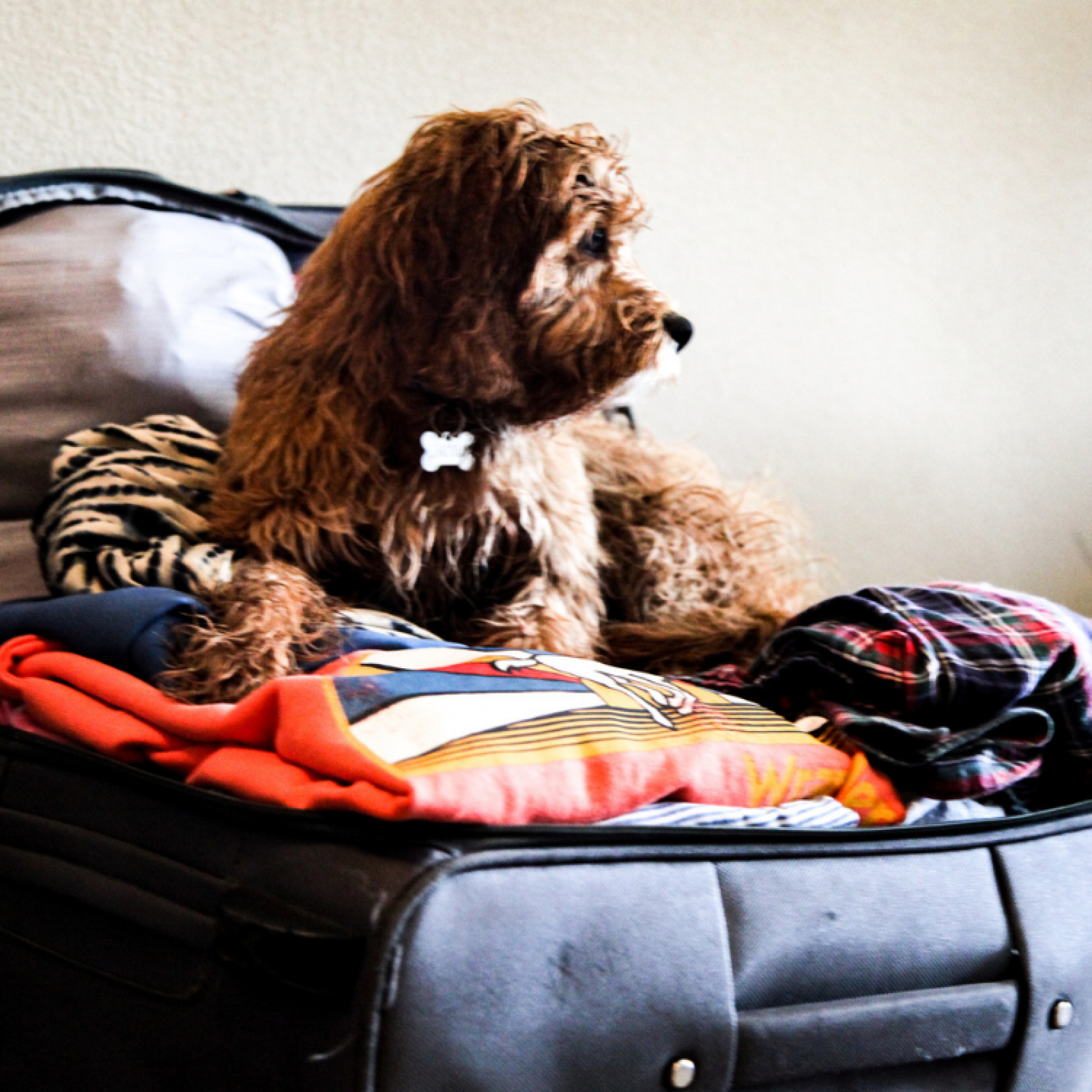 Doggy suitcase best sale