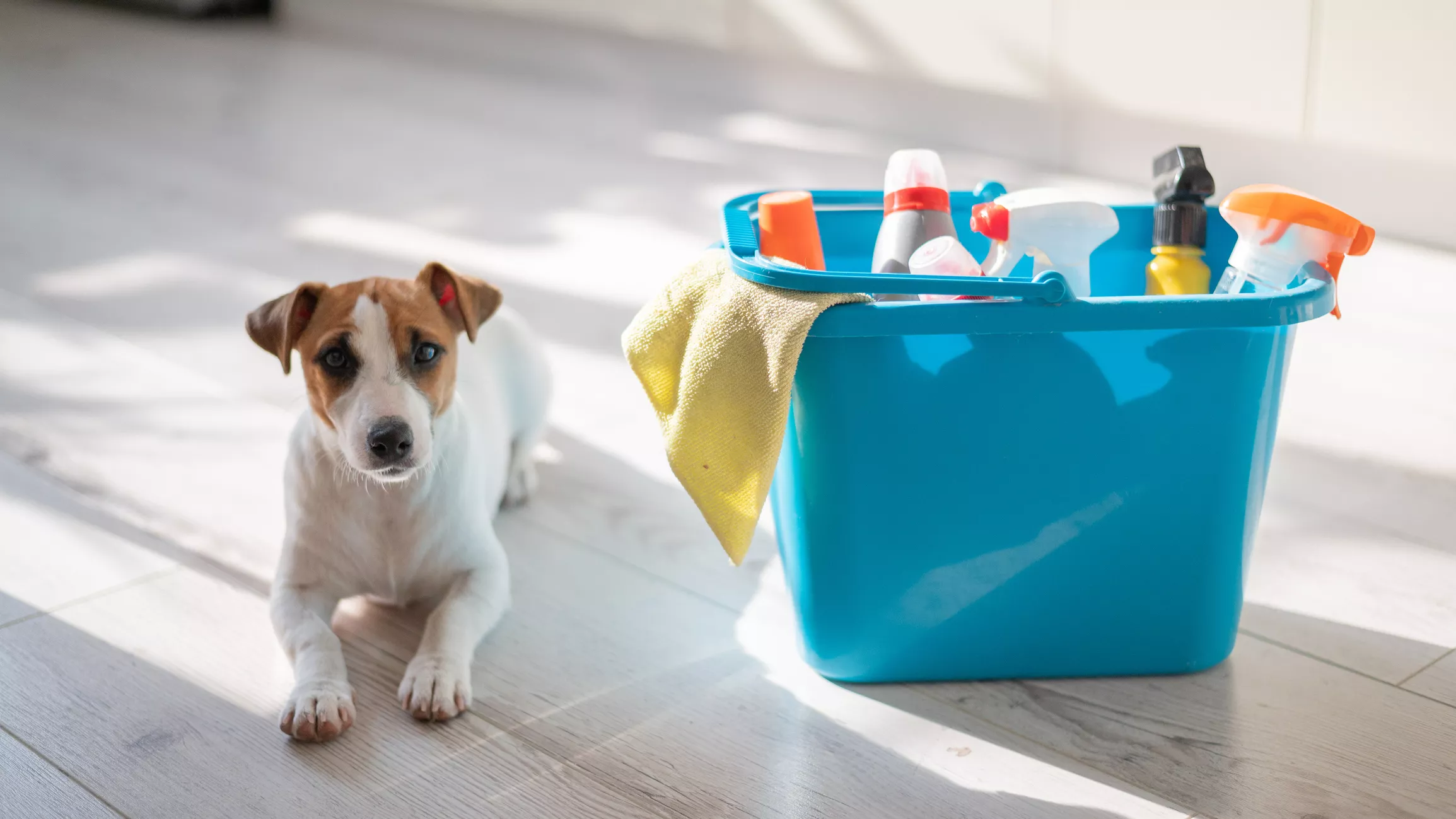 Dogs' Technique for Avoiding Freshly Mopped Floor Delights Internet - Vimarsana News