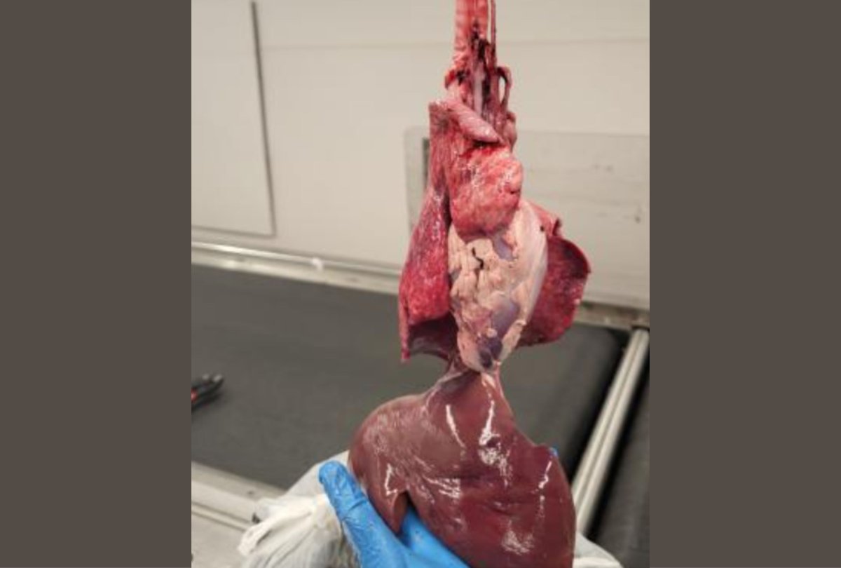 goat organs