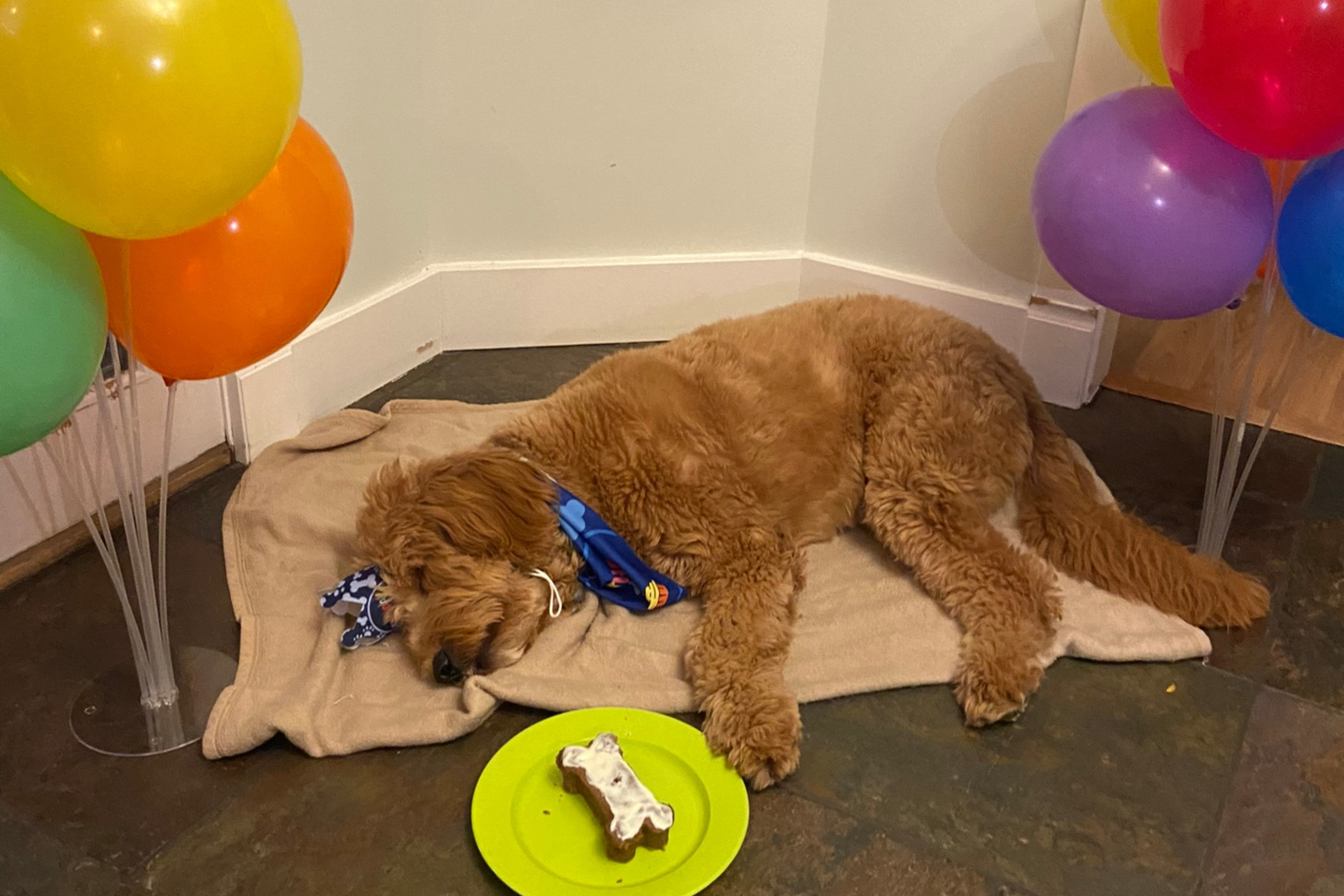 Narcoleptic Dog Falls Asleep Mid-Birthday Party in Heartwarming Video Narcoleptic Dog Falls Asleep Mid-Birthday Party in Heartwarming Video