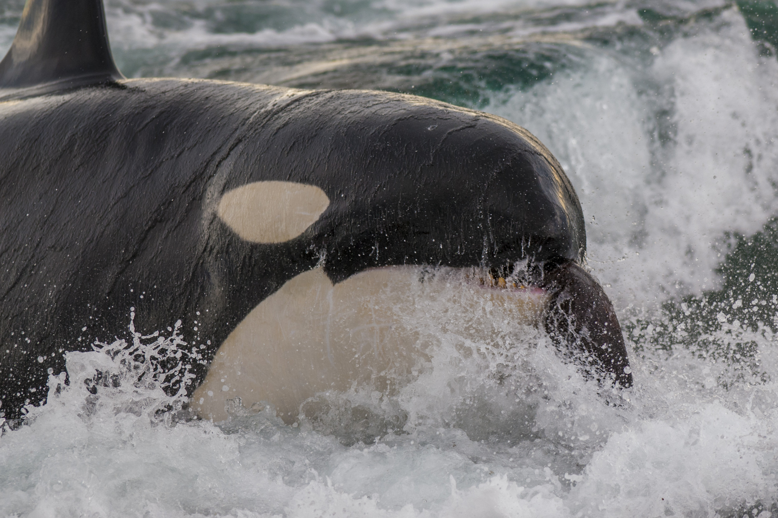 Orcas Rip Apart Great White Shark in Rare Attack