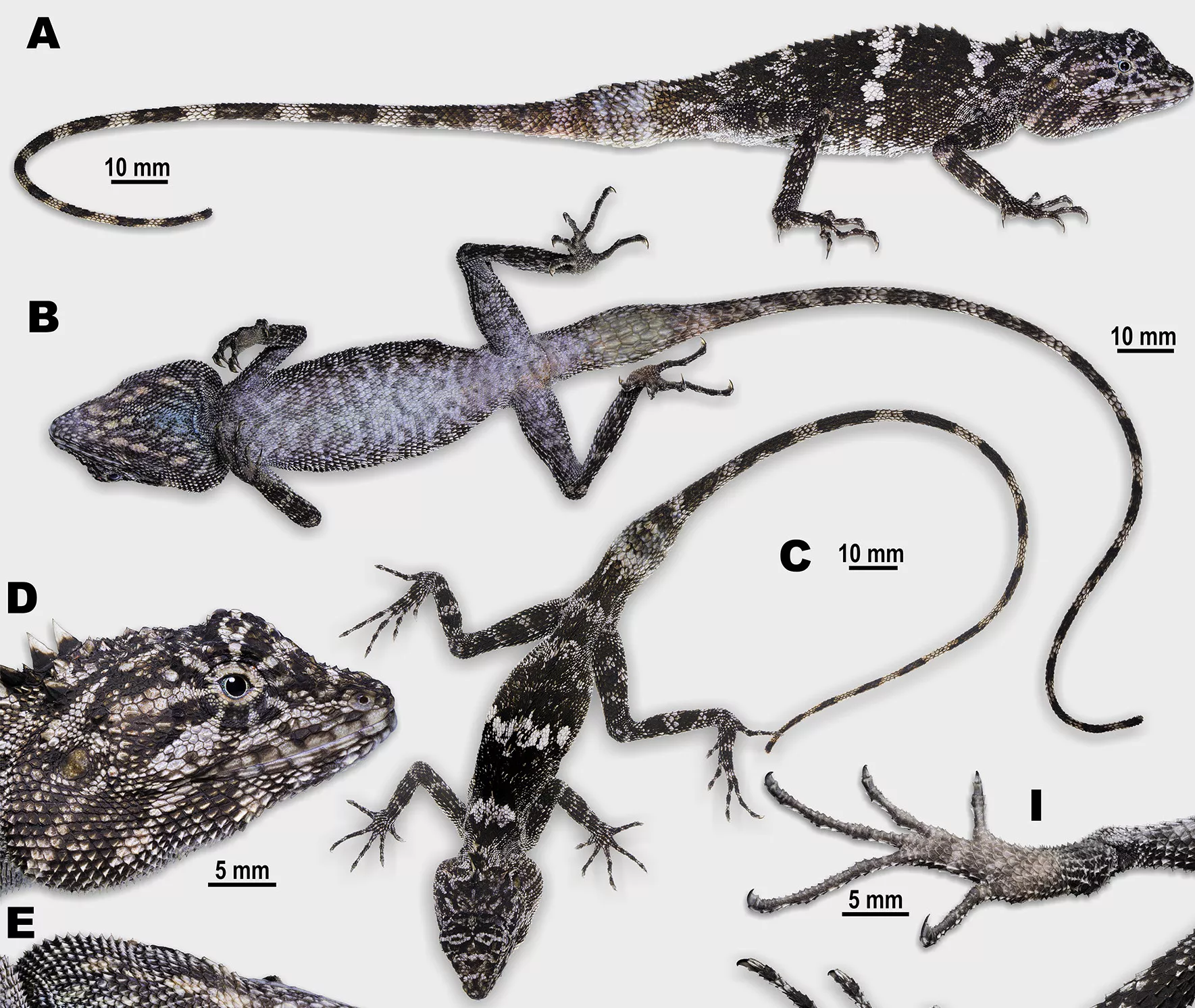 New Dragon Lizard Species With 'Invisible' Camouflage Discovered - Vimarsana News