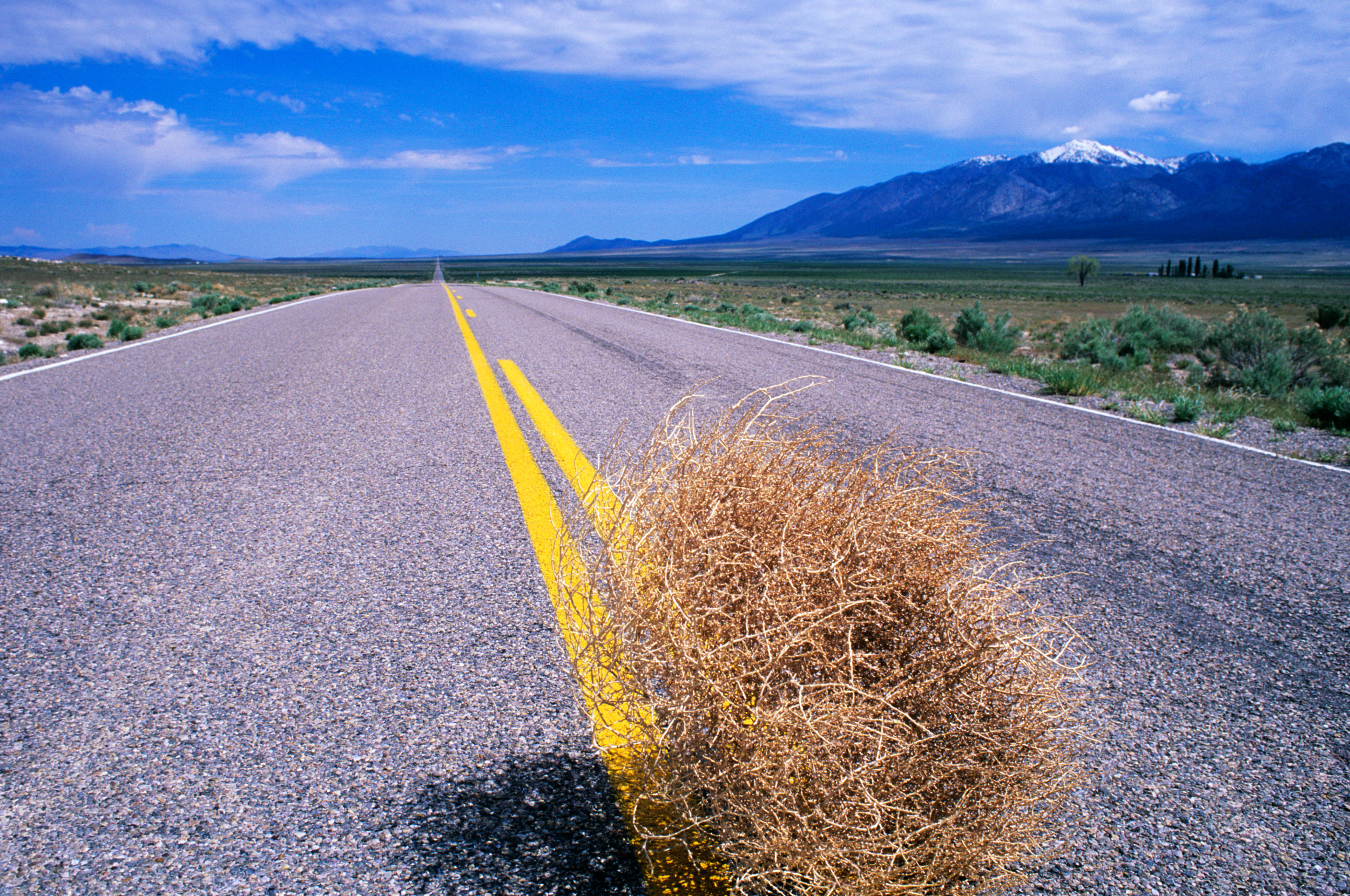 Why Do Tumbleweeds Tumble?