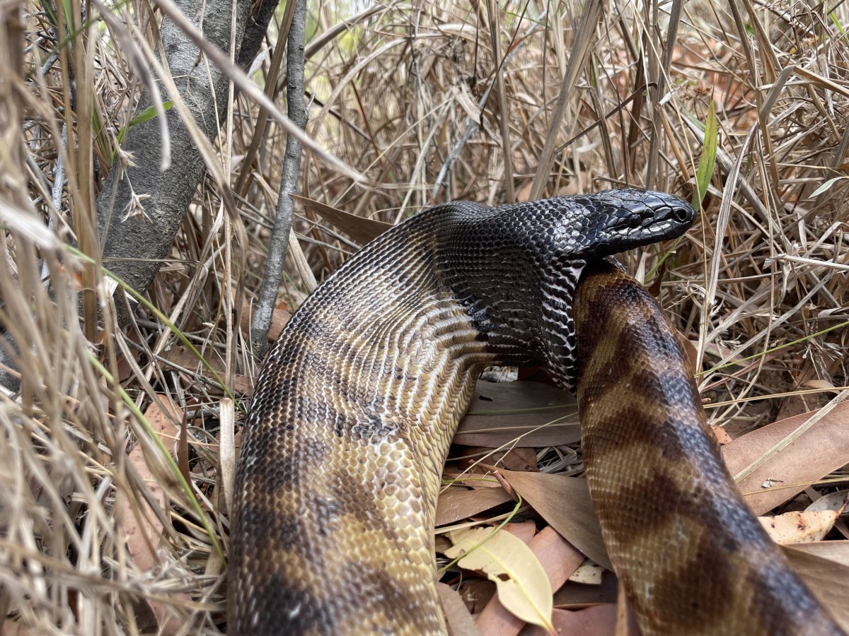 Python eating snake