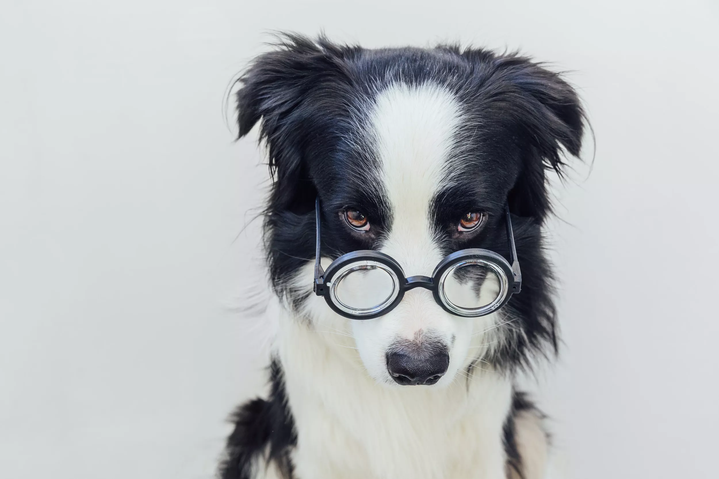 dog.webp?w=1600&h=900&q=88&f=75f2a6a341b