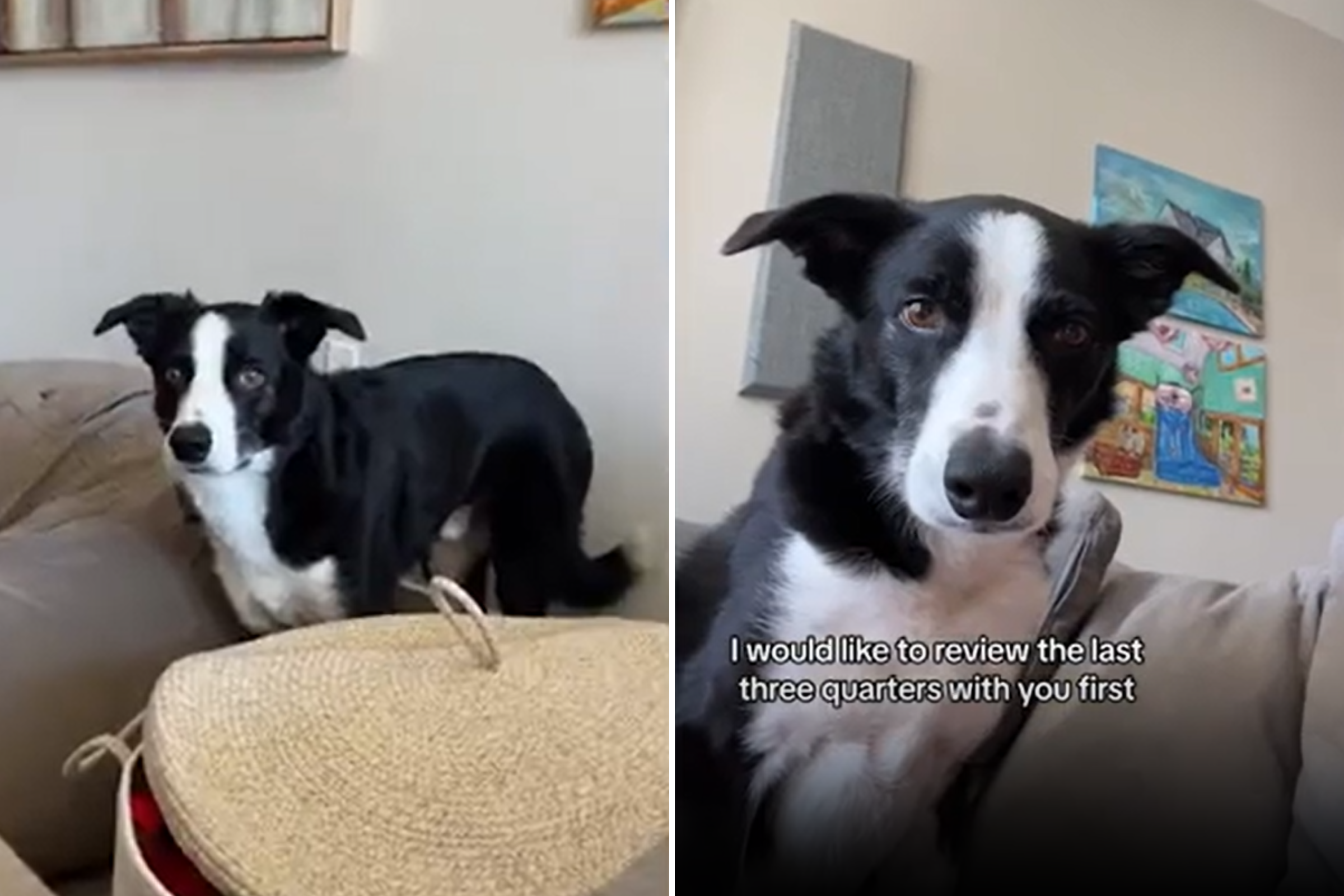Owner Gives Her Border Collie His Own Performance Review in Viral Video