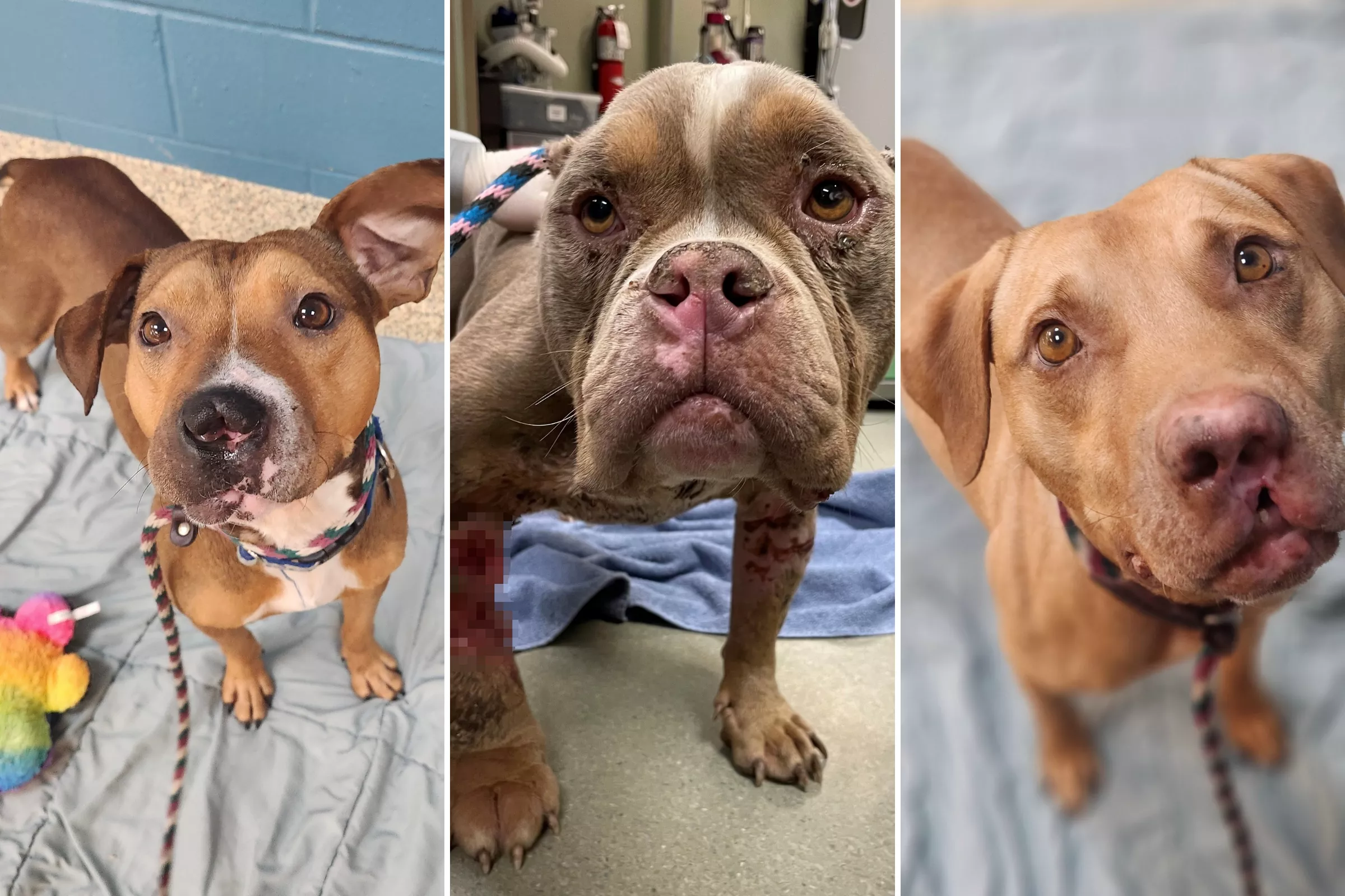Dogs Held for 371 Days Due to Court Case Can Finally Be Adopted: 'Justice' - Vimarsana News
