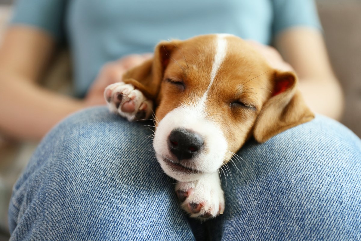 The dog lies on his owner's lap