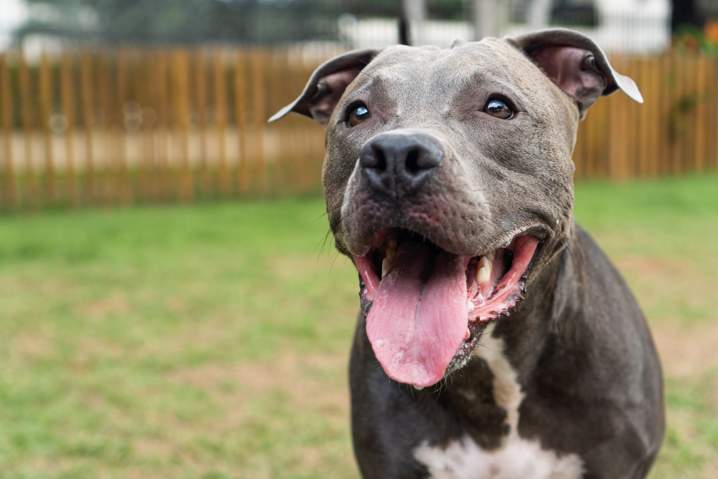Heartbroken Dog in Shelter After Owner Passed Away Finds New Forever Home Heartbroken Dog in Shelter After Owner Passed Away Finds New Forever Home