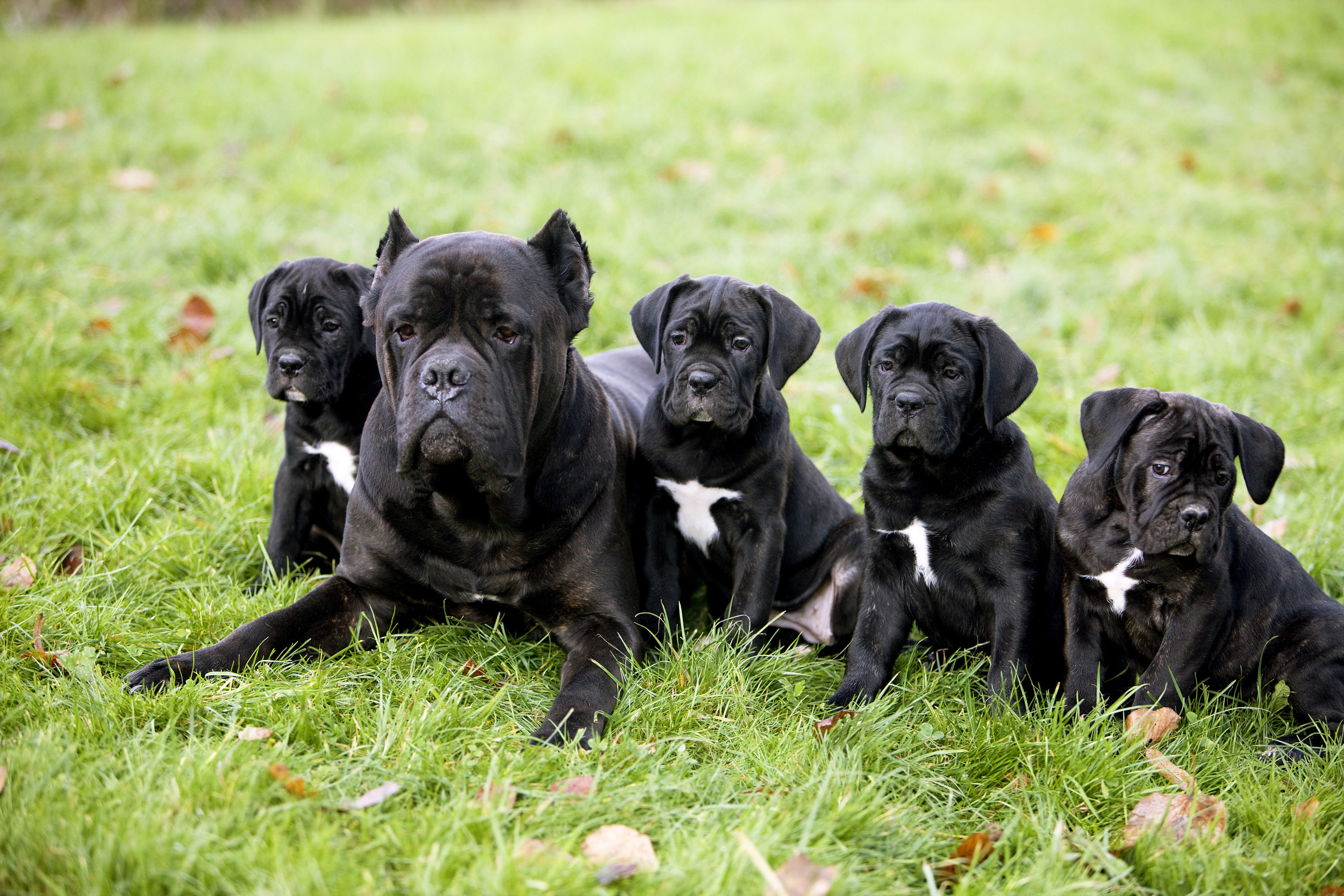 Laughter As Huge Male Cane Corso Unimpressed With Lively Litter Of