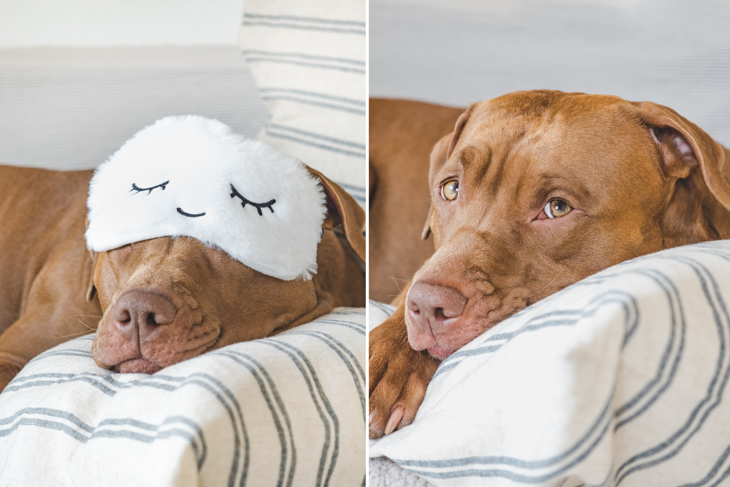 Puppy pillows hot sale