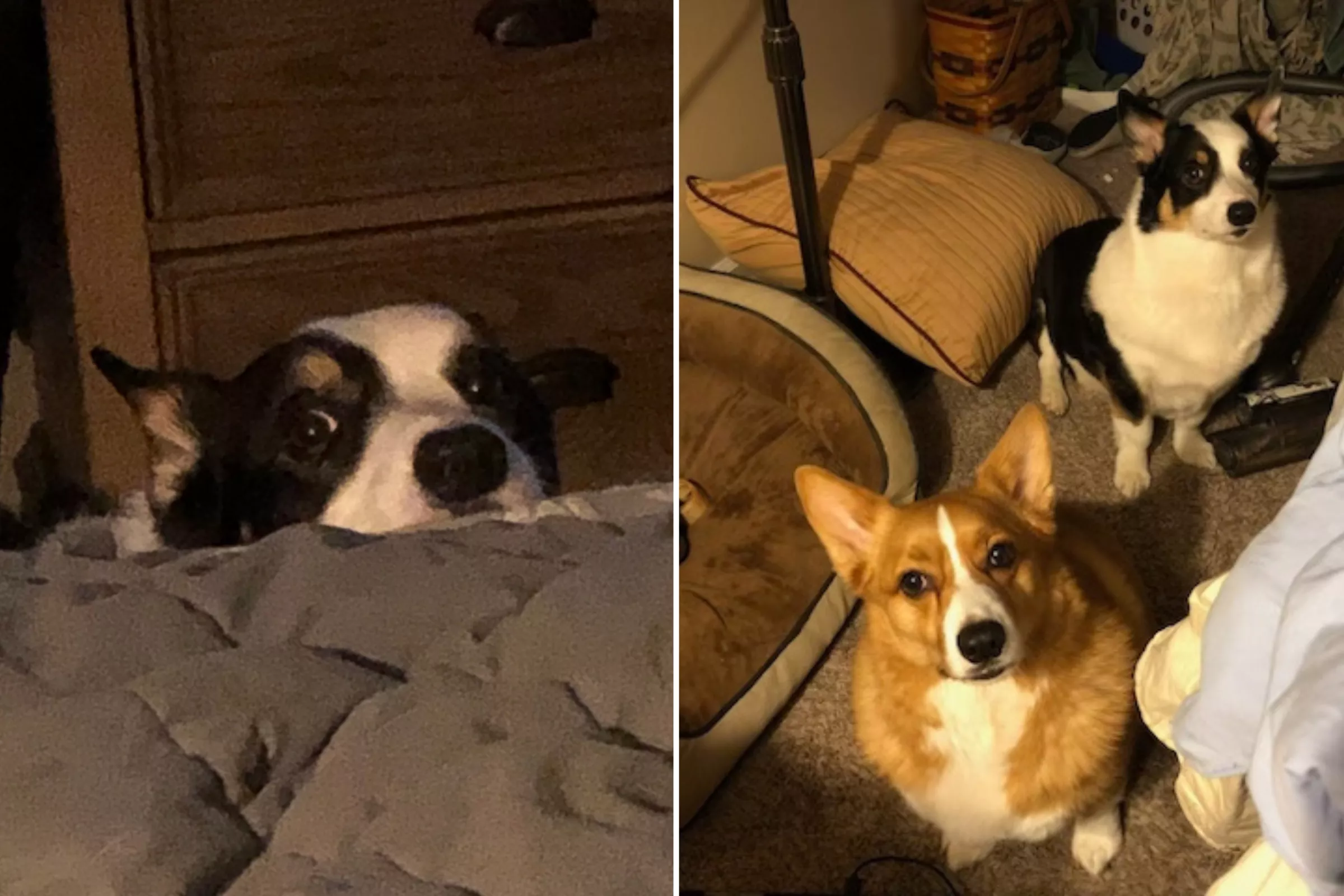 Corgi Having a Tantrum Over Breakfast Wins Pet of the Week - Vimarsana News