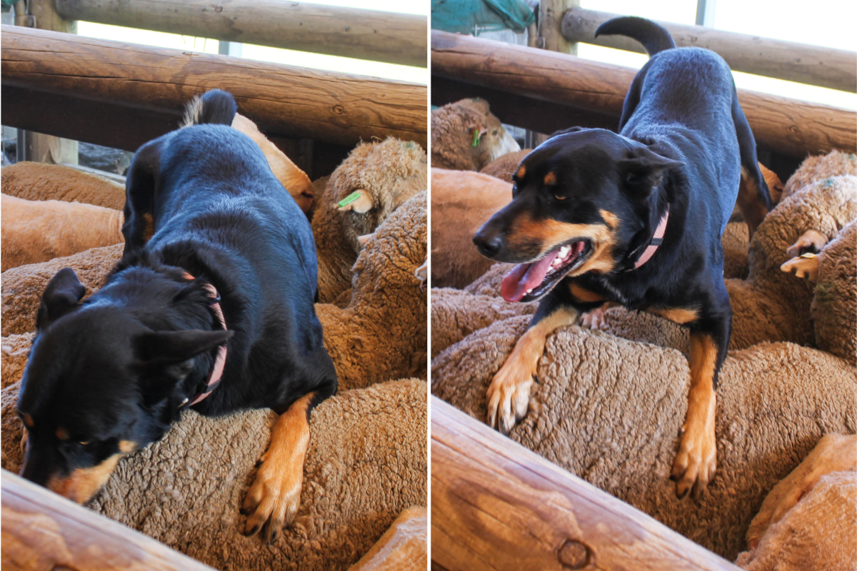 Dog ownership
