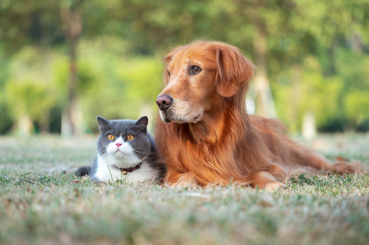 Cat and dog