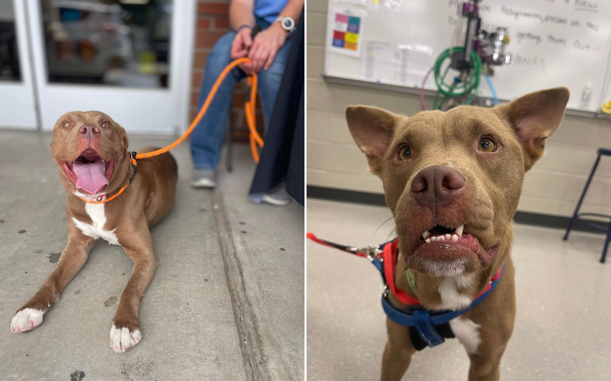 Jack is hoping to be adopted soon.