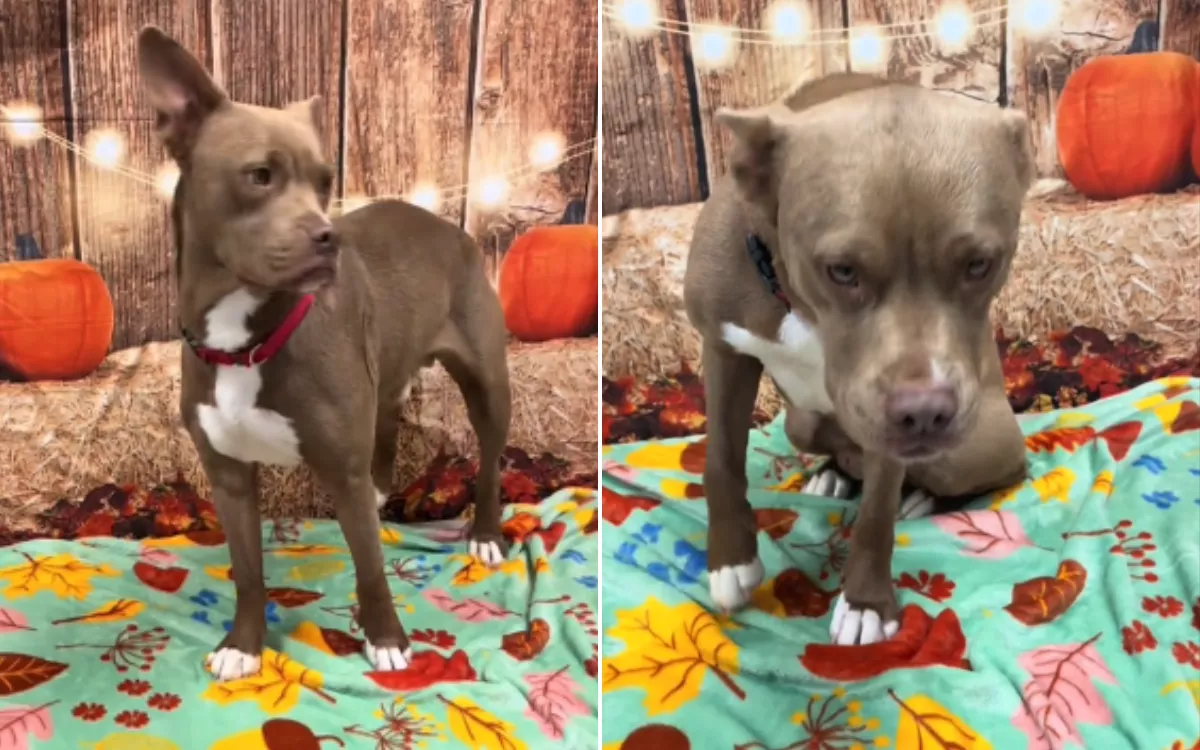 Rescue Dog's Heartbroken Reaction as He Waits for Visitors Who Never Come - Vimarsana News
