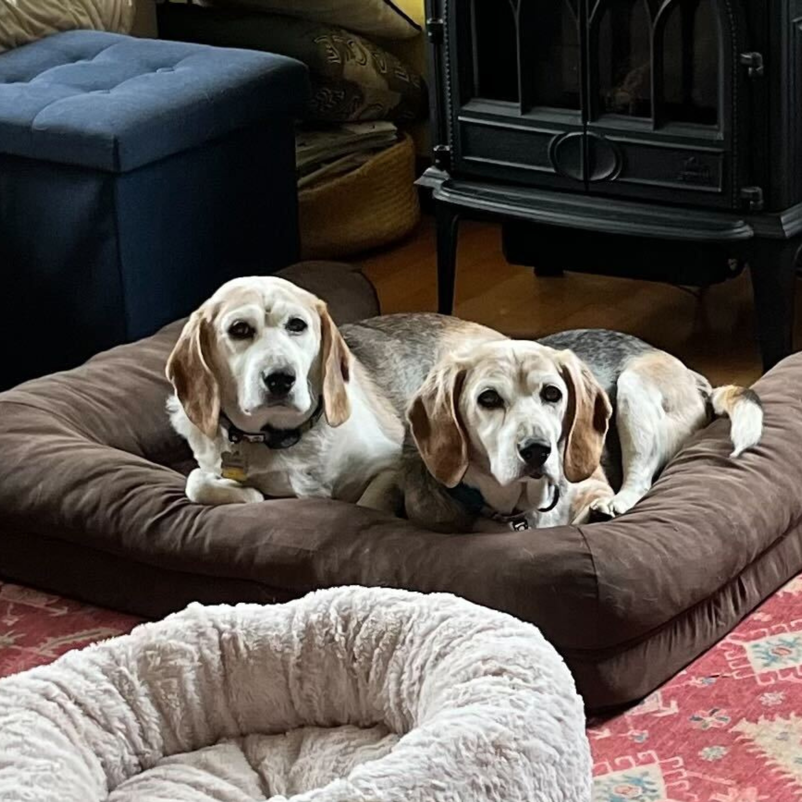Senior beagle deals rescue