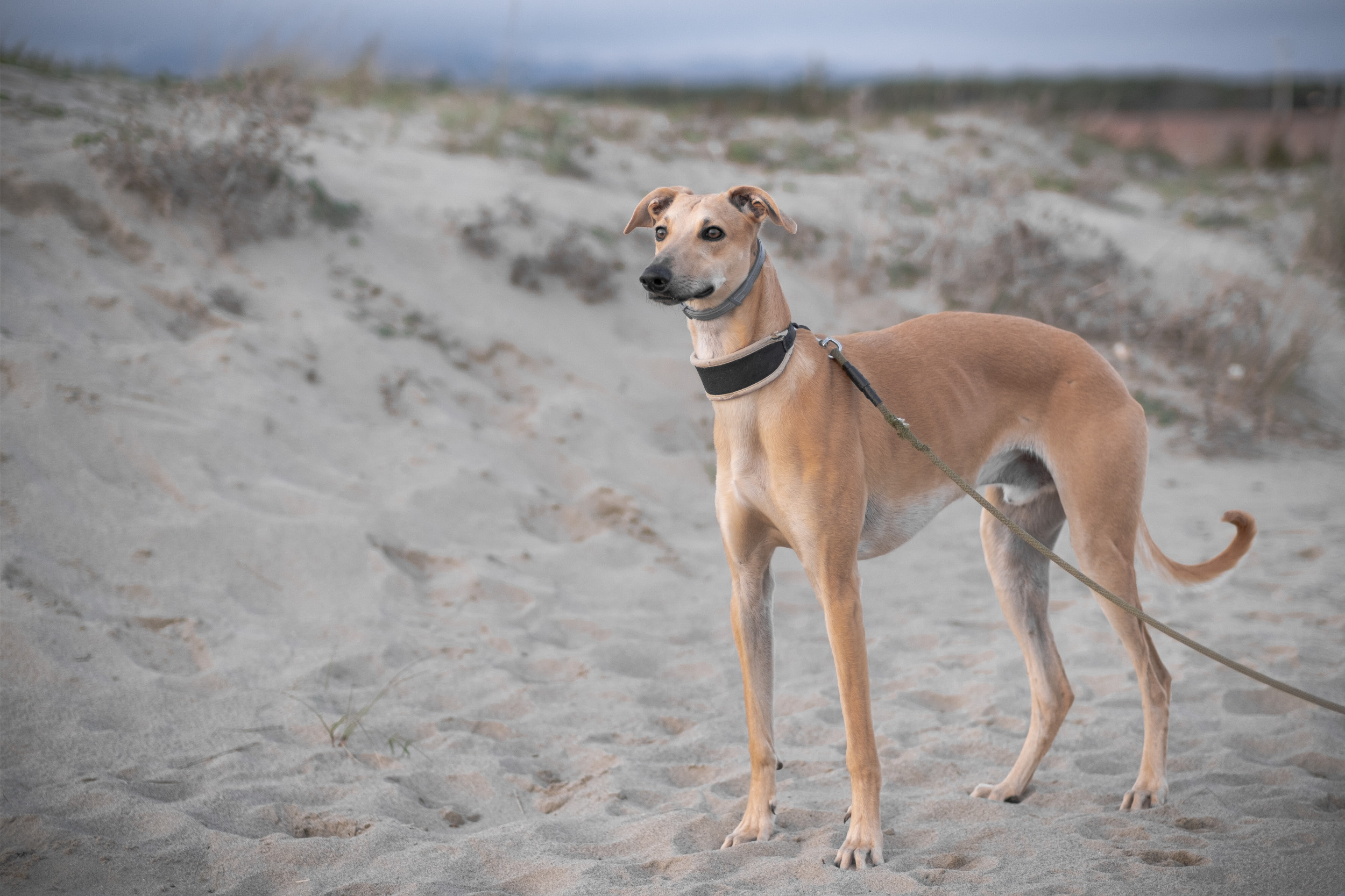 Greyhound shop off leash