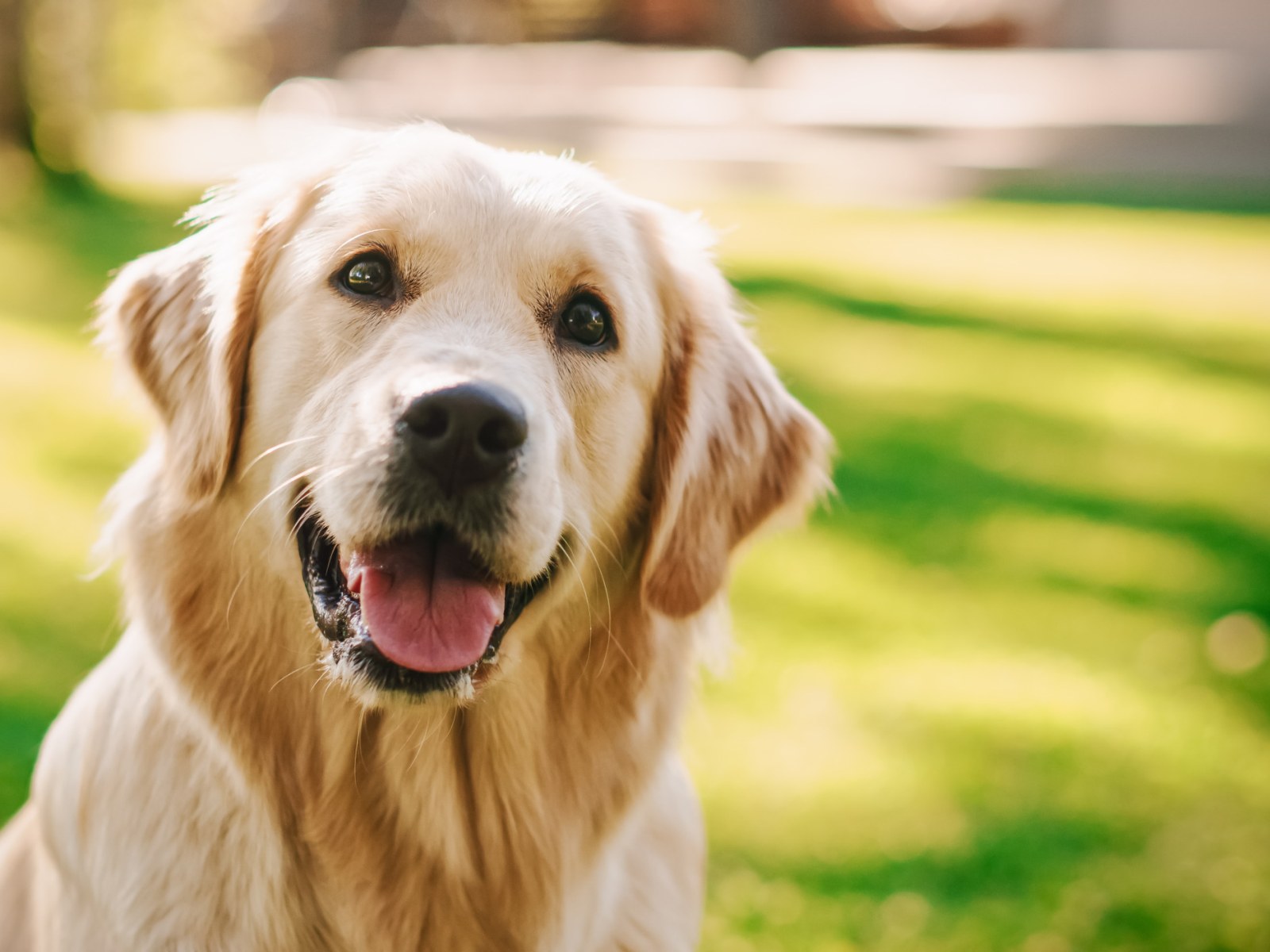 Golden Retrievers Have the Secret for a Long Life, Scientists Reveal