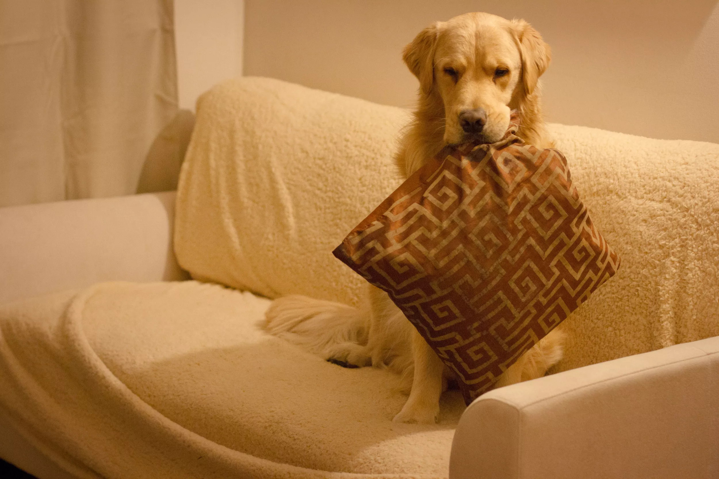 Golden Retriever's Support Cushion When Meeting Puppy Brother Melts Hearts - Vimarsana News