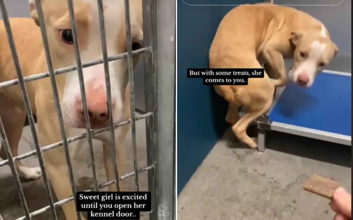 Shelter Dog on Death Row Has Distressing Reaction to Kennel