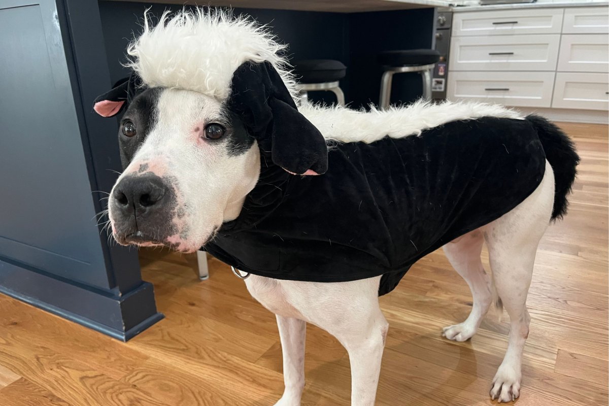 Foster dog axel dressed for Halloween