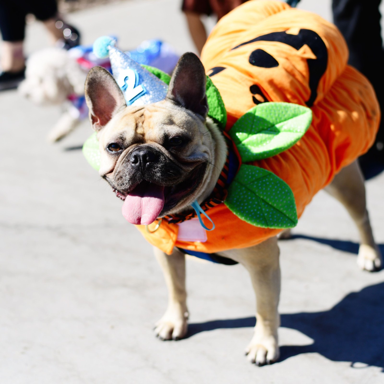 30 Amazing Dog Costumes for Halloween - Puppy Leaks