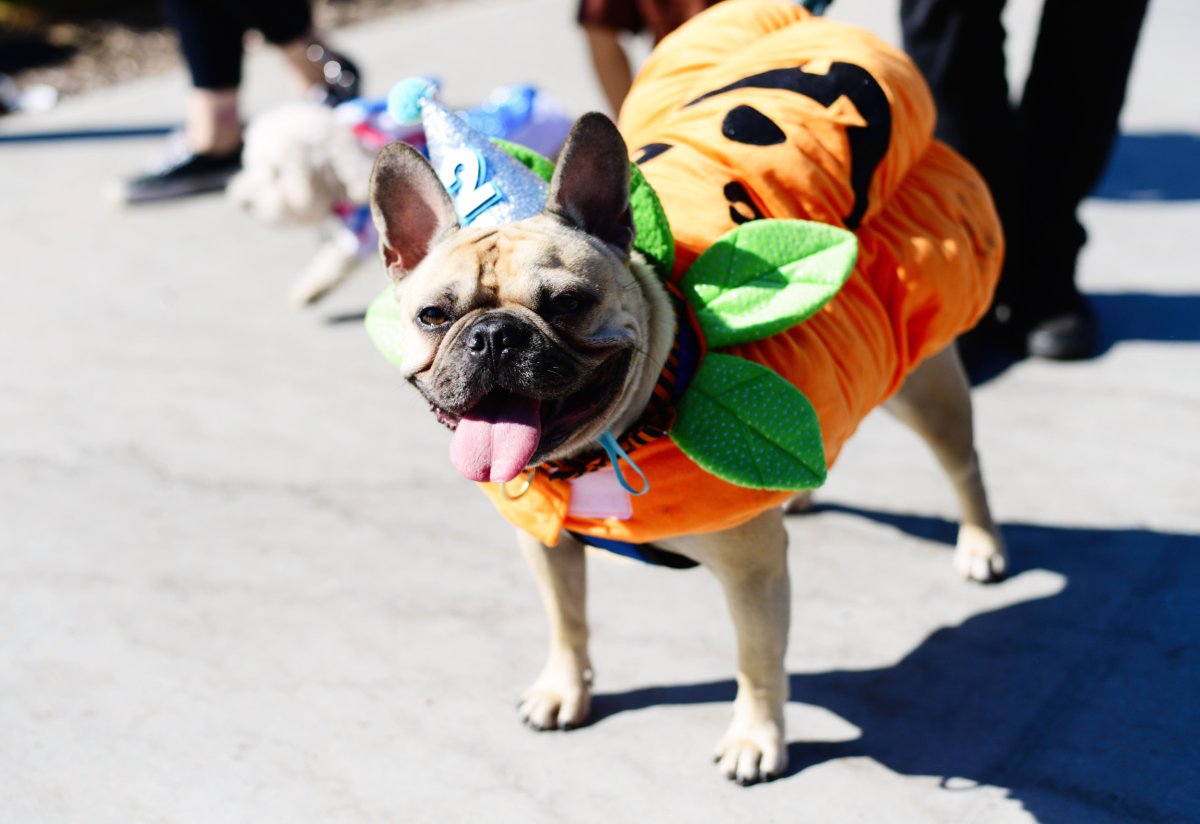 Halloween costumes for dogs