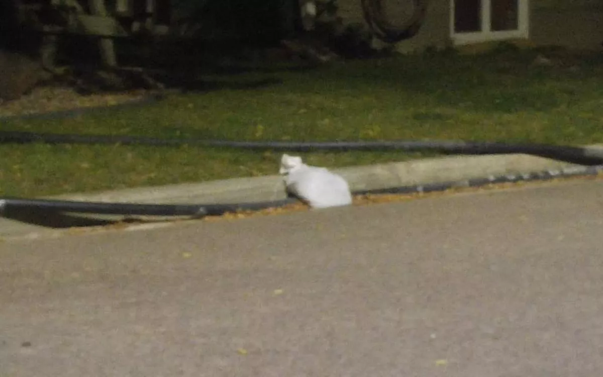 Man Approaching 'Scared and Frozen' Street Cat Unprepared for What He Finds - Vimarsana News