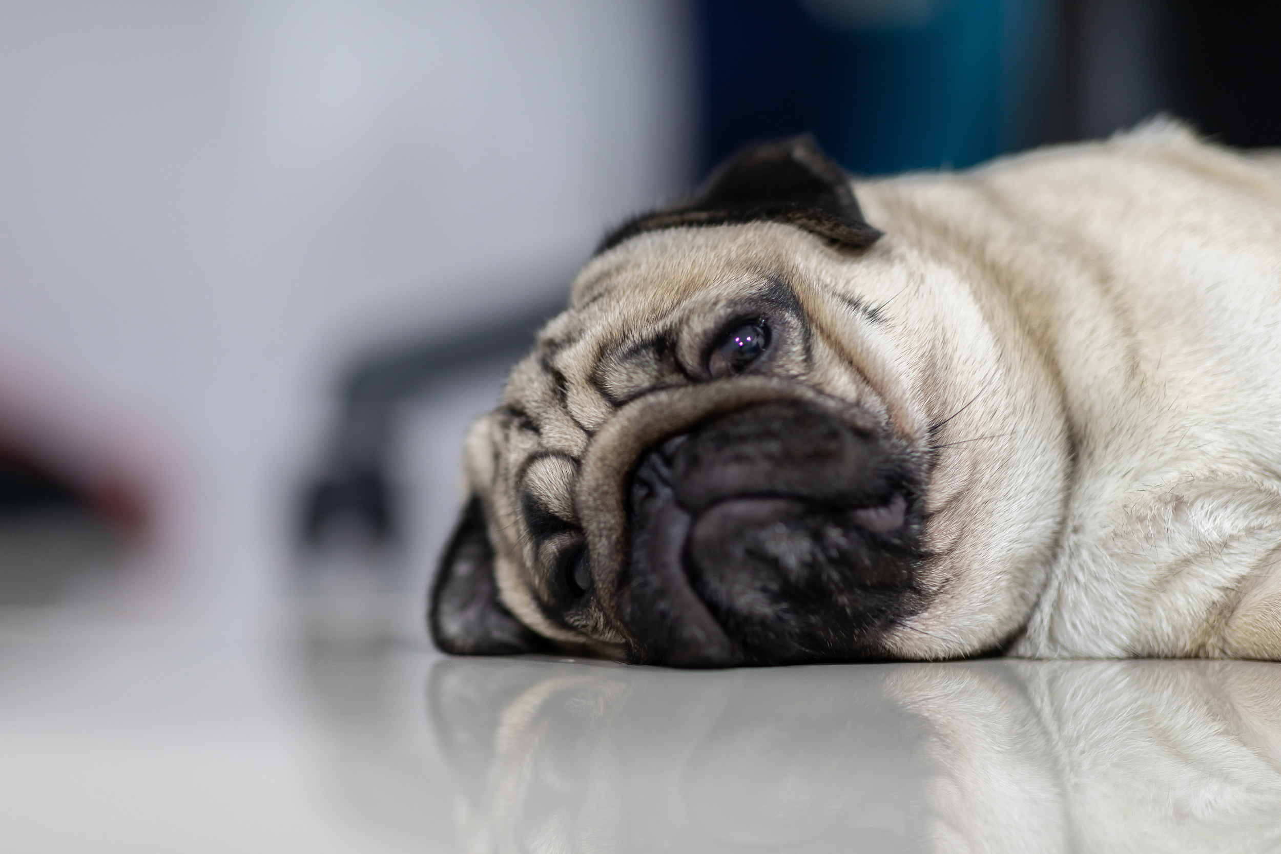 Senior Foster Pug Resisting Going to Sleep to Be With Owner Melts Hearts Senior Foster Pug Resisting Going to Sleep to Be With Owner Melts Hearts