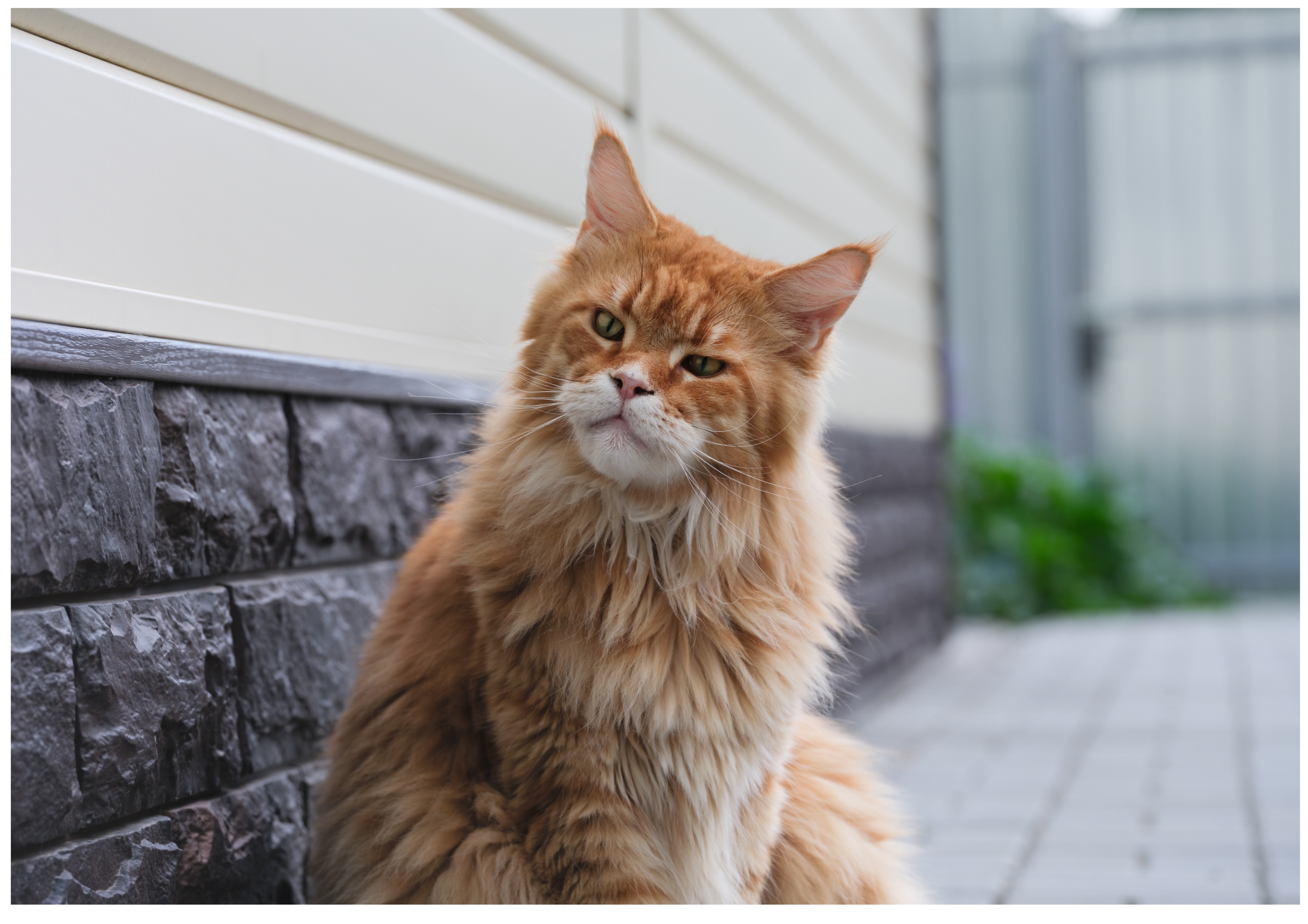 Internet Delighted at Cat's Reaction After Owner Disturbs His 'Alone Time'