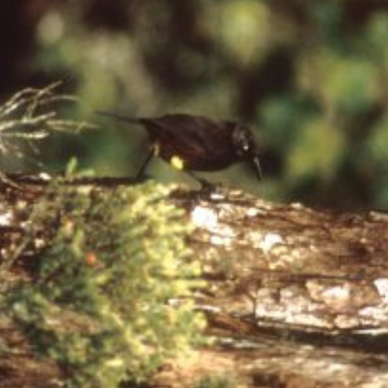 O2 Bird O O Bird Hawaiian Honeycreepers And O'os – Animal Bytes
