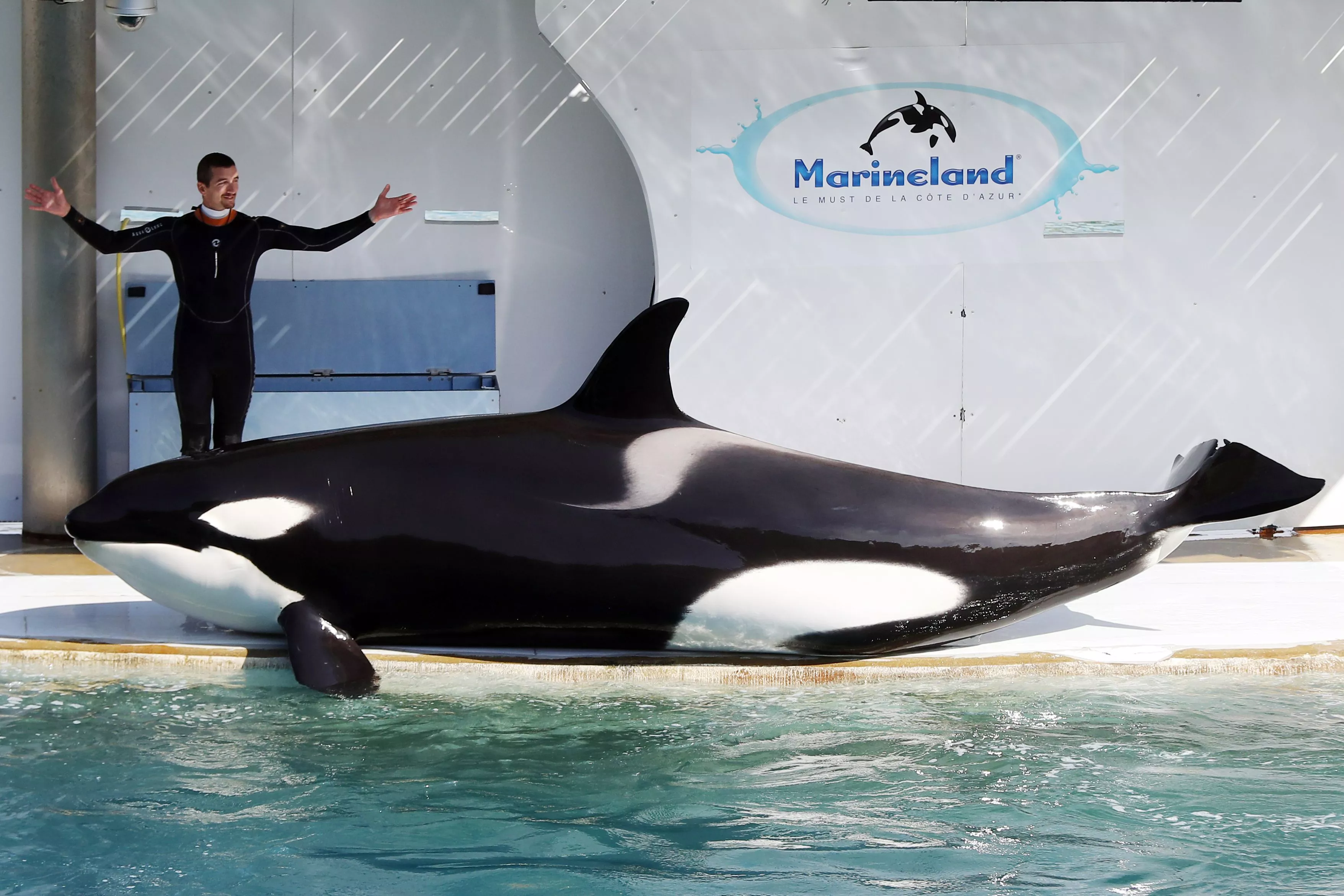 Orca's Sudden Death at Theme Park Sparks Backlash - Vimarsana News