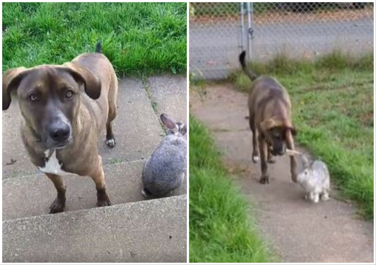 Watch Dog and Rabbit's Touching Friendship As They're 'Completely in ...