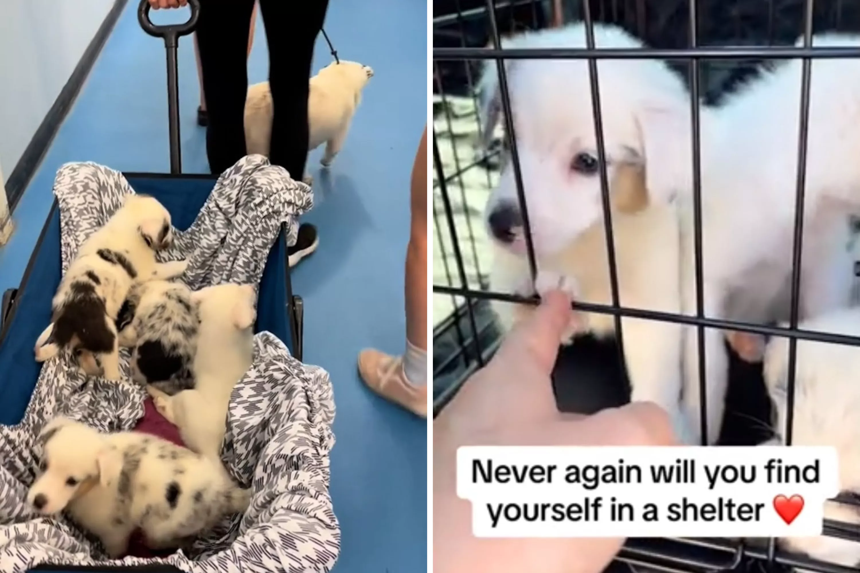 Abandoned Dogs 'Now Thriving' as Woman Steps In To Foster Mom and 7 Puppies - Vimarsana News