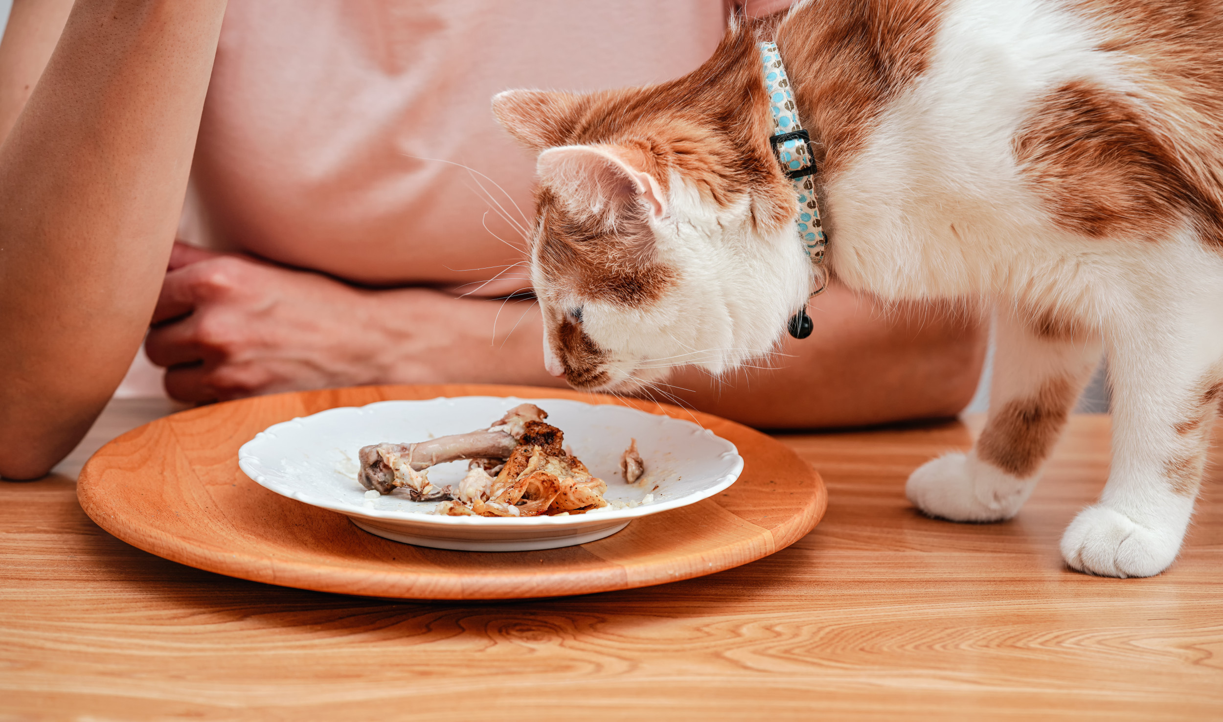 Cat suddenly wants human food hotsell