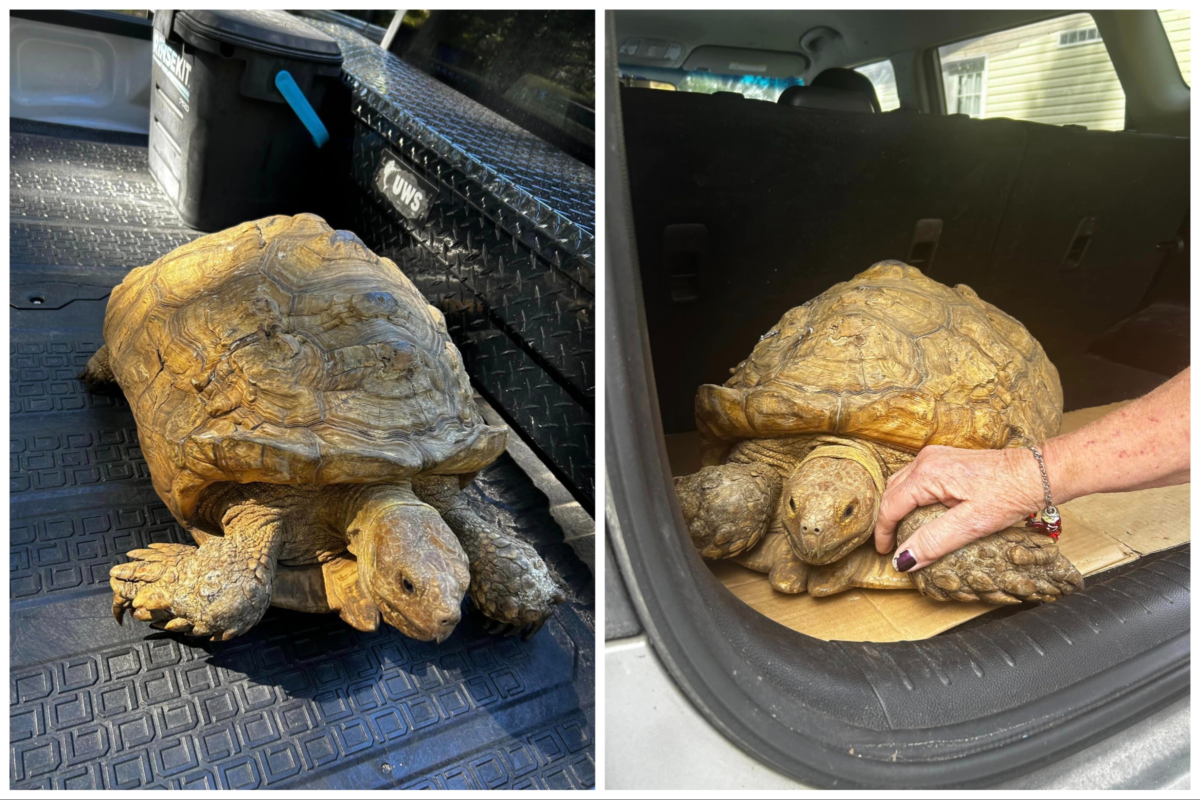 Runaway Tortoise Found Five Miles From Home&mdash;Over Three Years Later