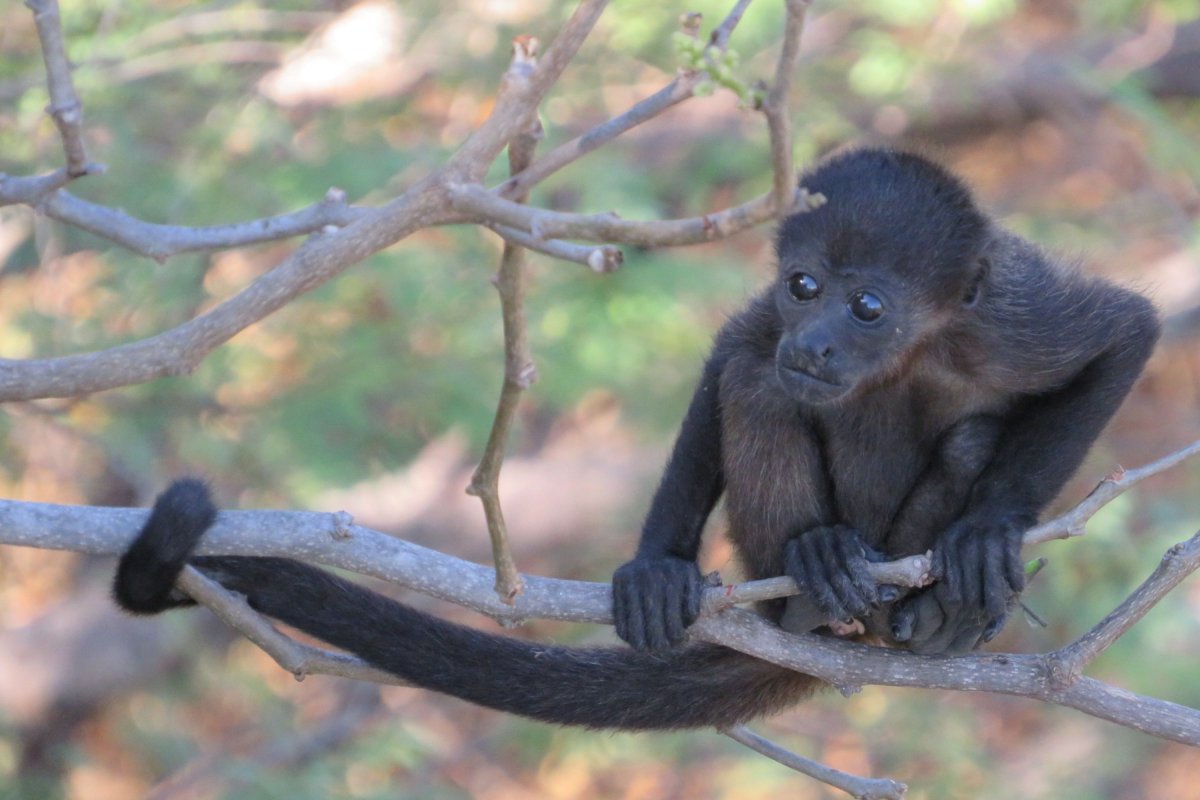 Baby howler monkey