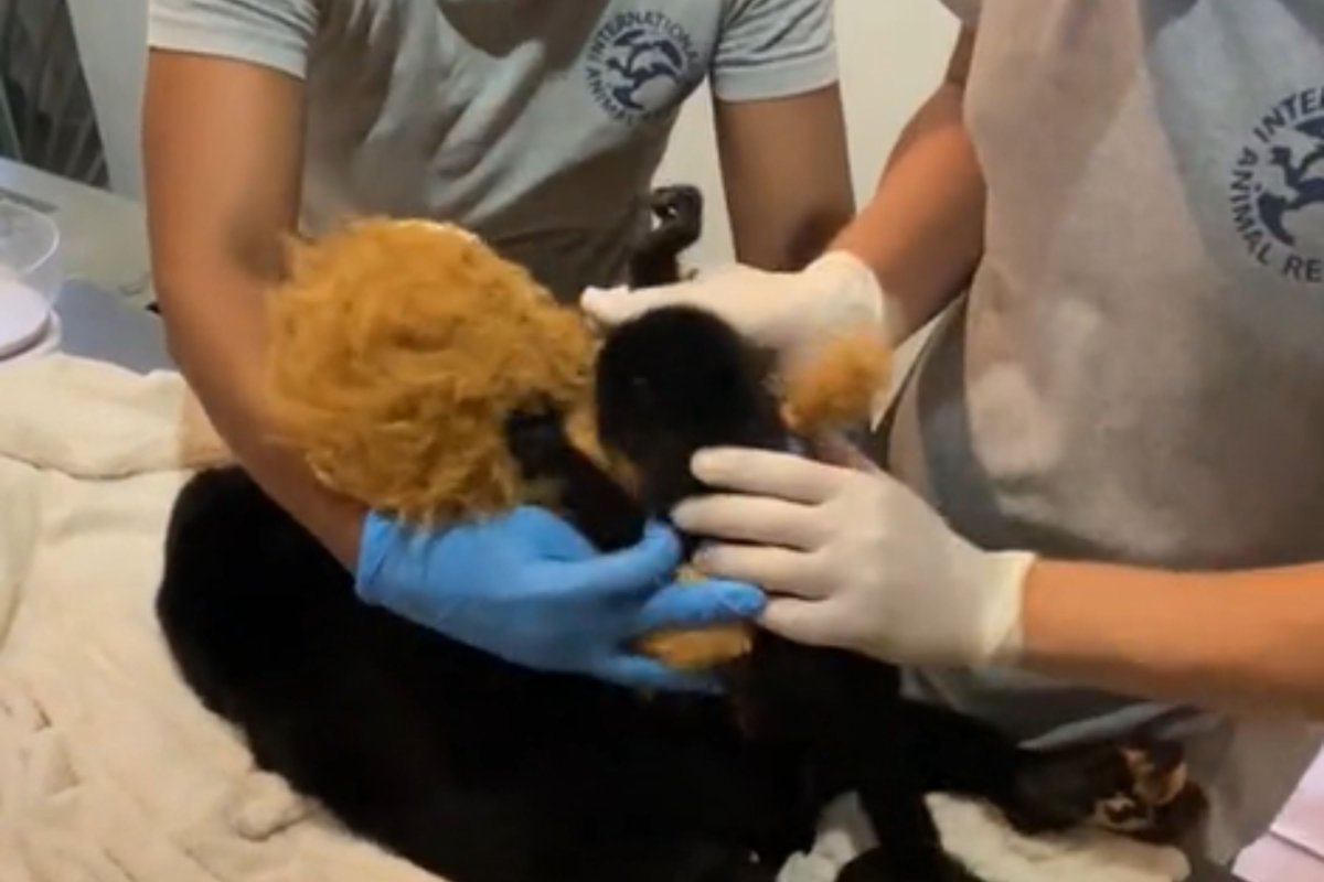 Baby monkey clings to stuffed animal
