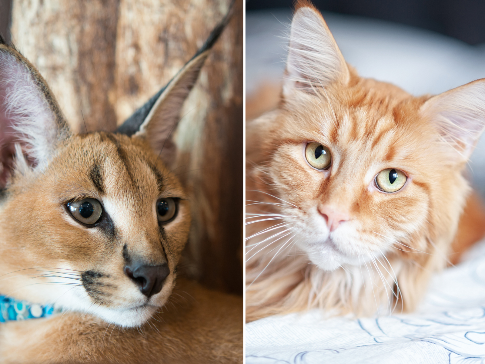 Breed Exotic Cat Caracal Caracal Kittens Price Caracal Exotic