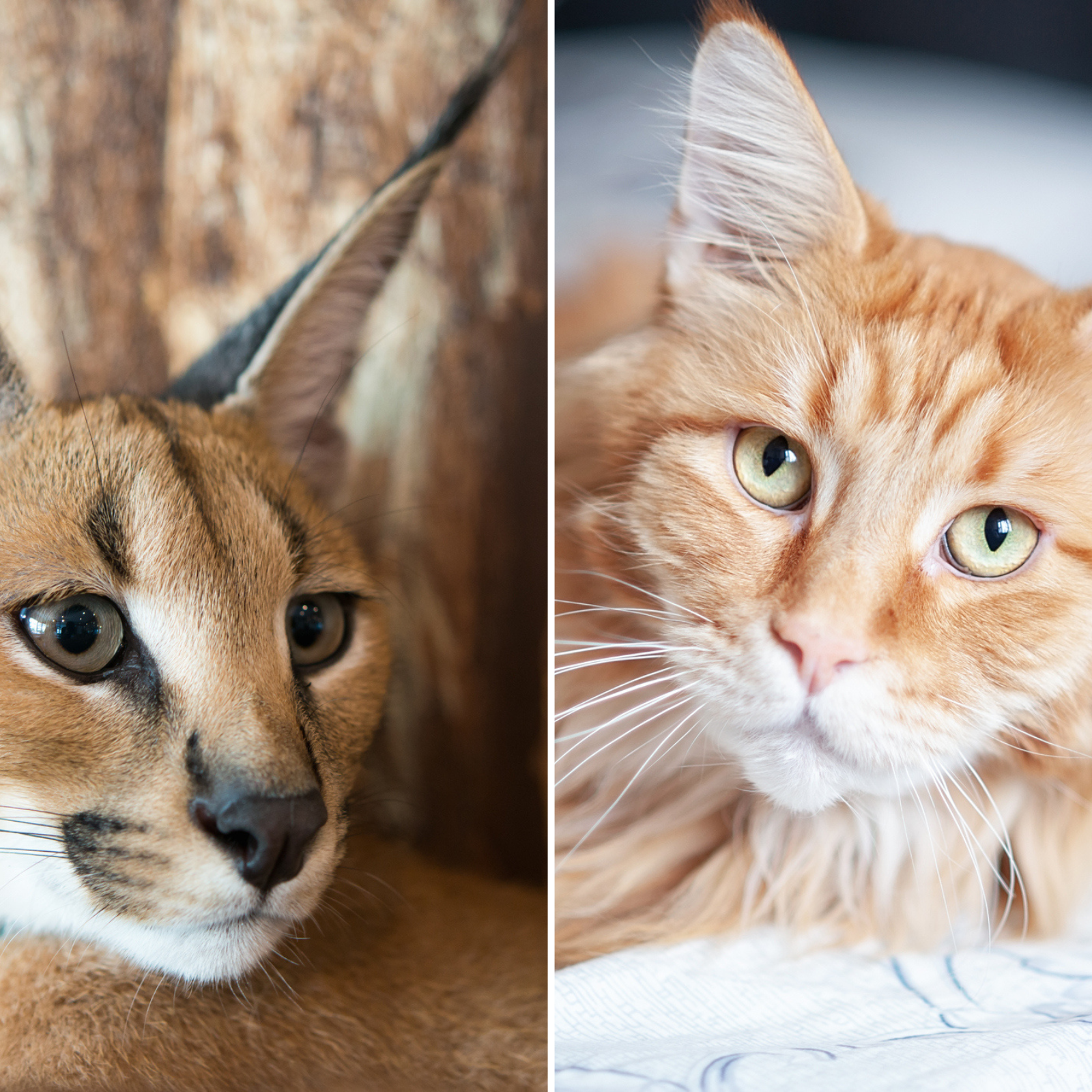 Caracal cat deals pet